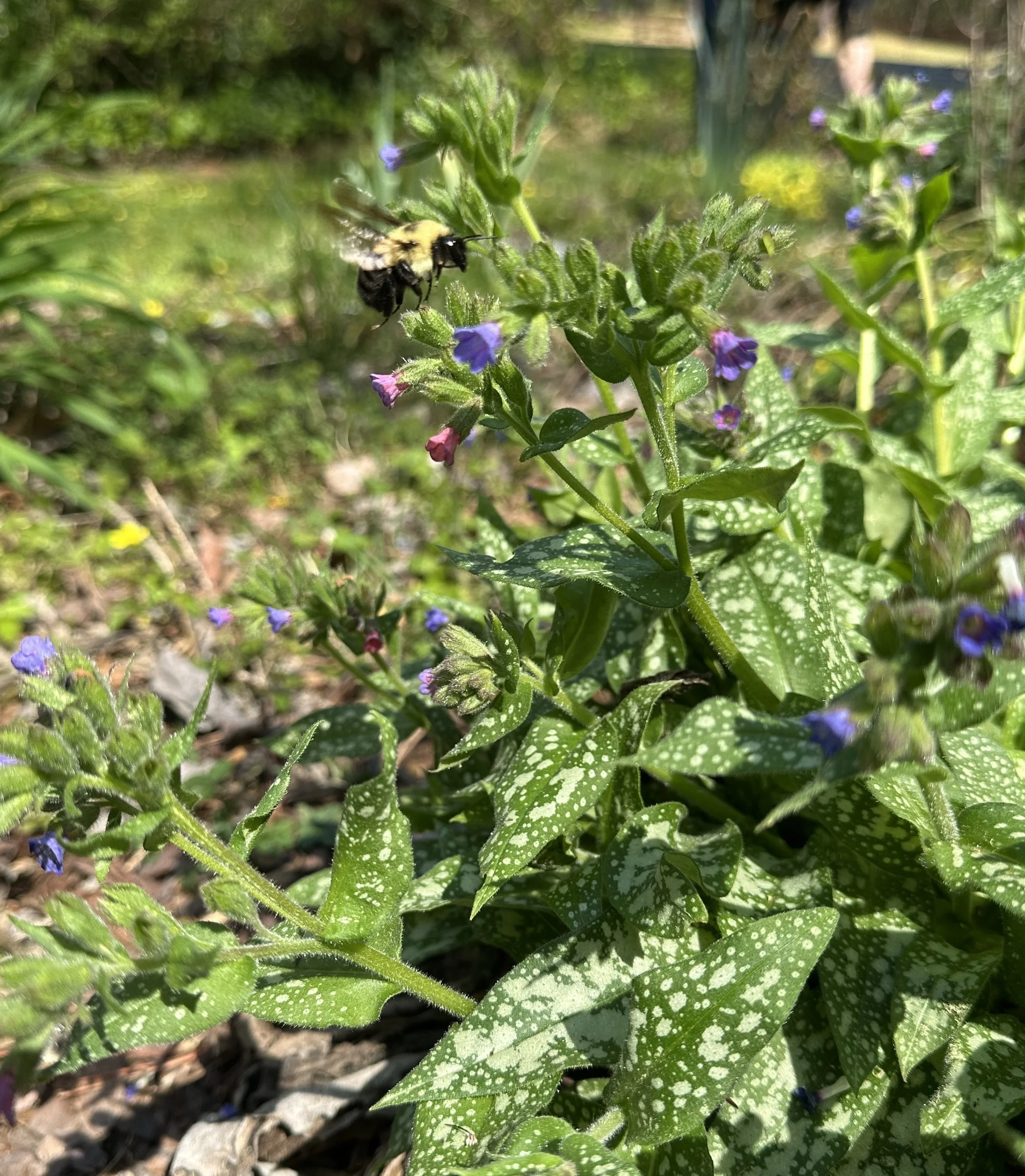 A bee hovering near blue and purple flowers on a green leafy plant in a garden.