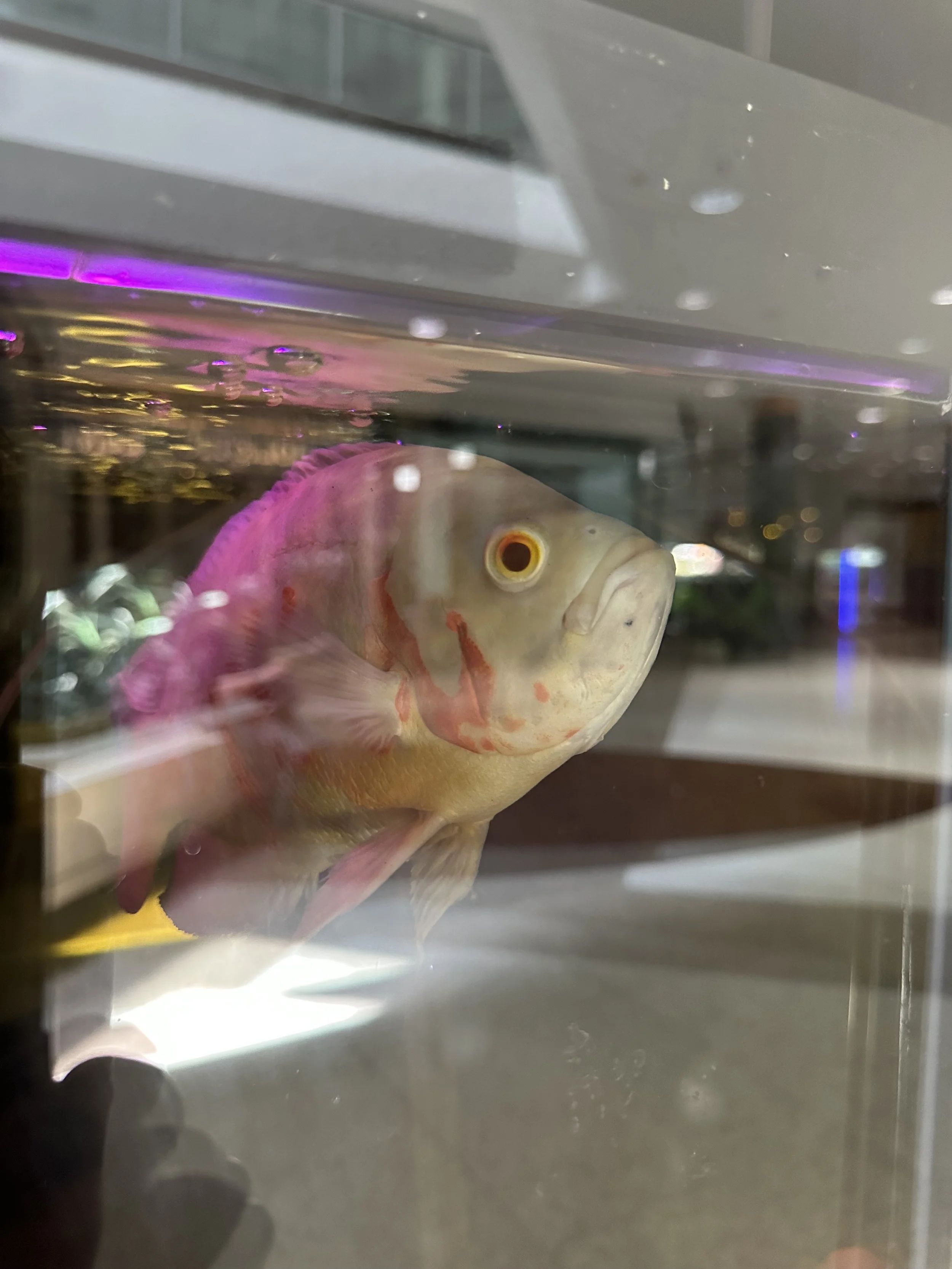 A large fish with pale yellow and pinkish coloration swimming in an aquarium with purple lighting.