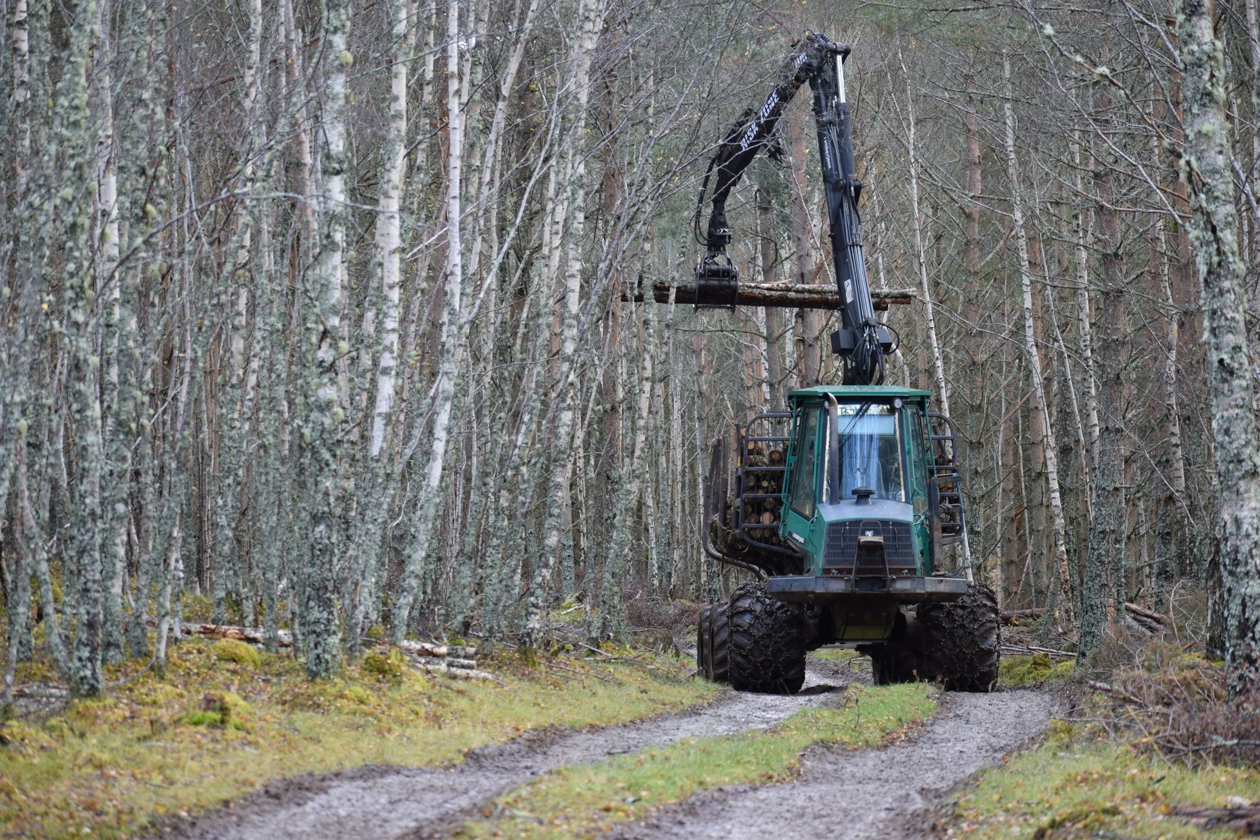 Forestry equipment with a hydraulic arm lifting a log in a dense forest with deciduous trees and a dirt path.