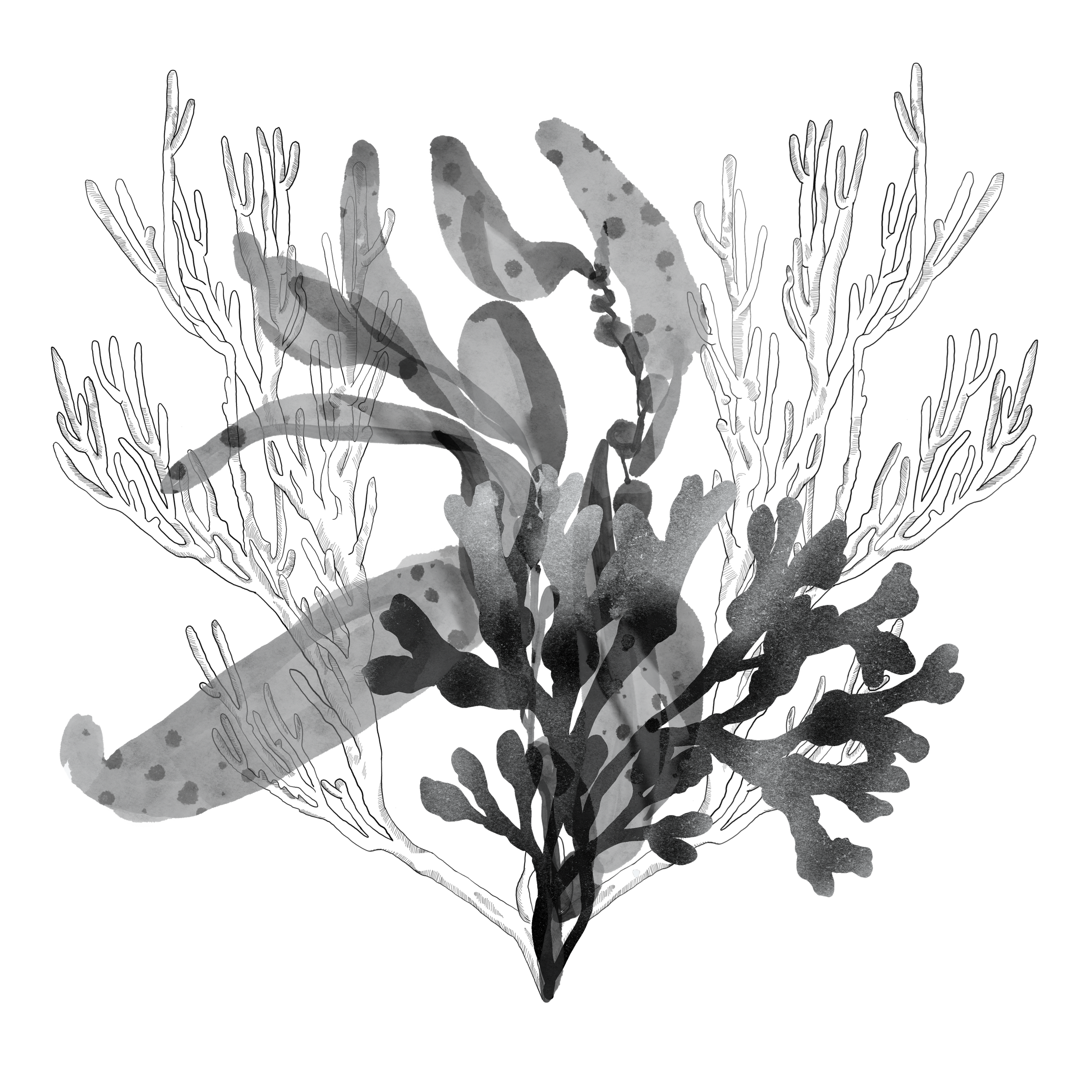 Seaweed coral.png