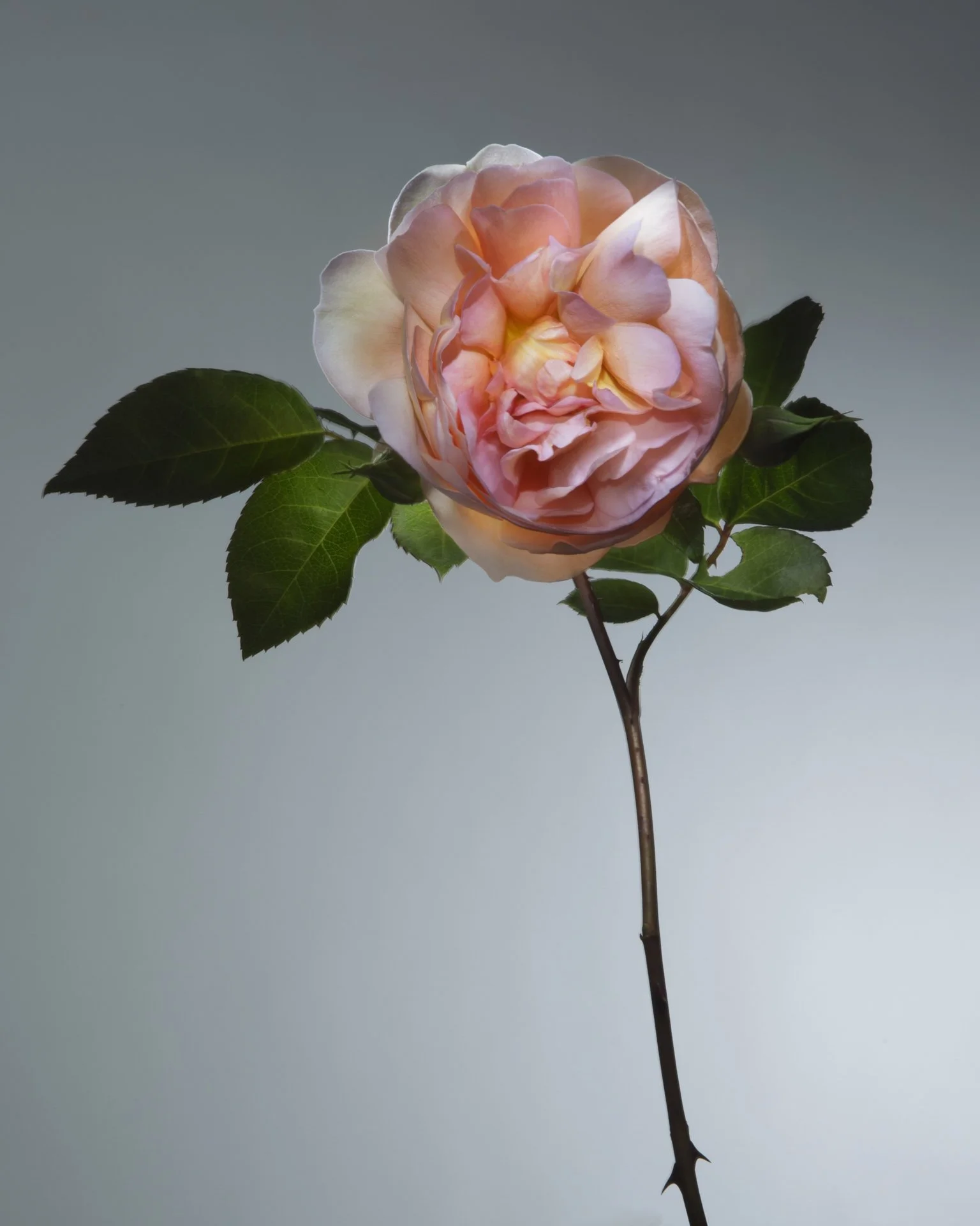 A single pink and peach rose with green leaves against a plain background.