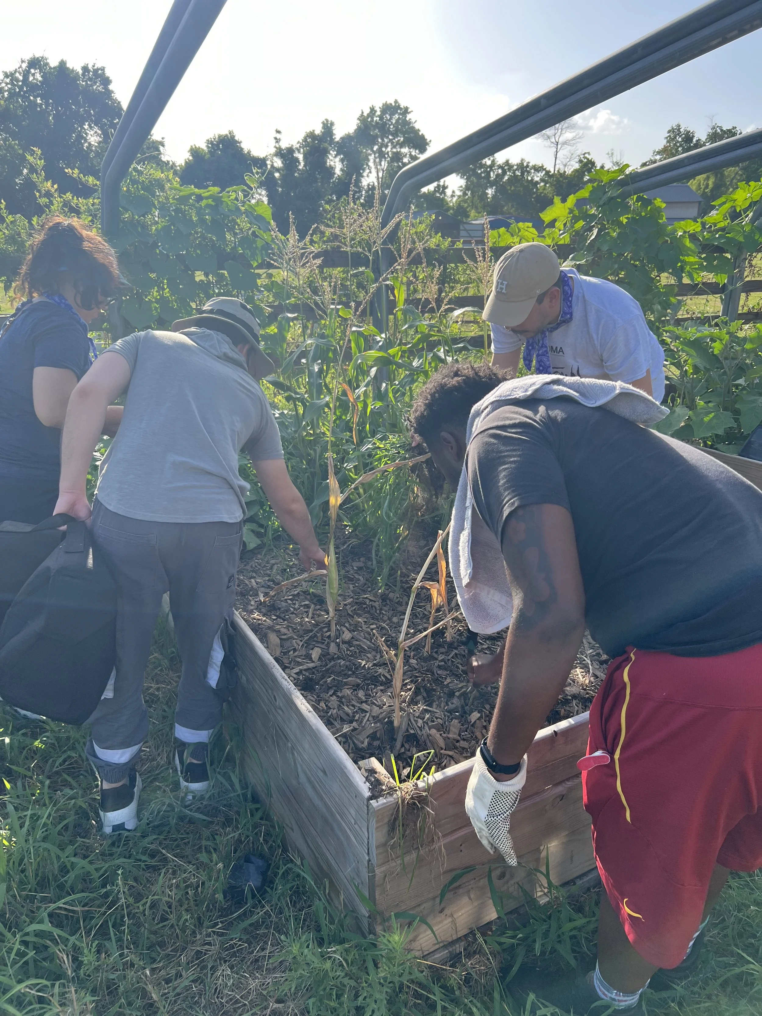 People working together in a garden bed, planting or inspecting plants in an outdoor garden.