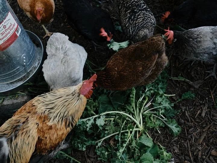 Multiple chickens pecking at greens on the ground near a water feeder.