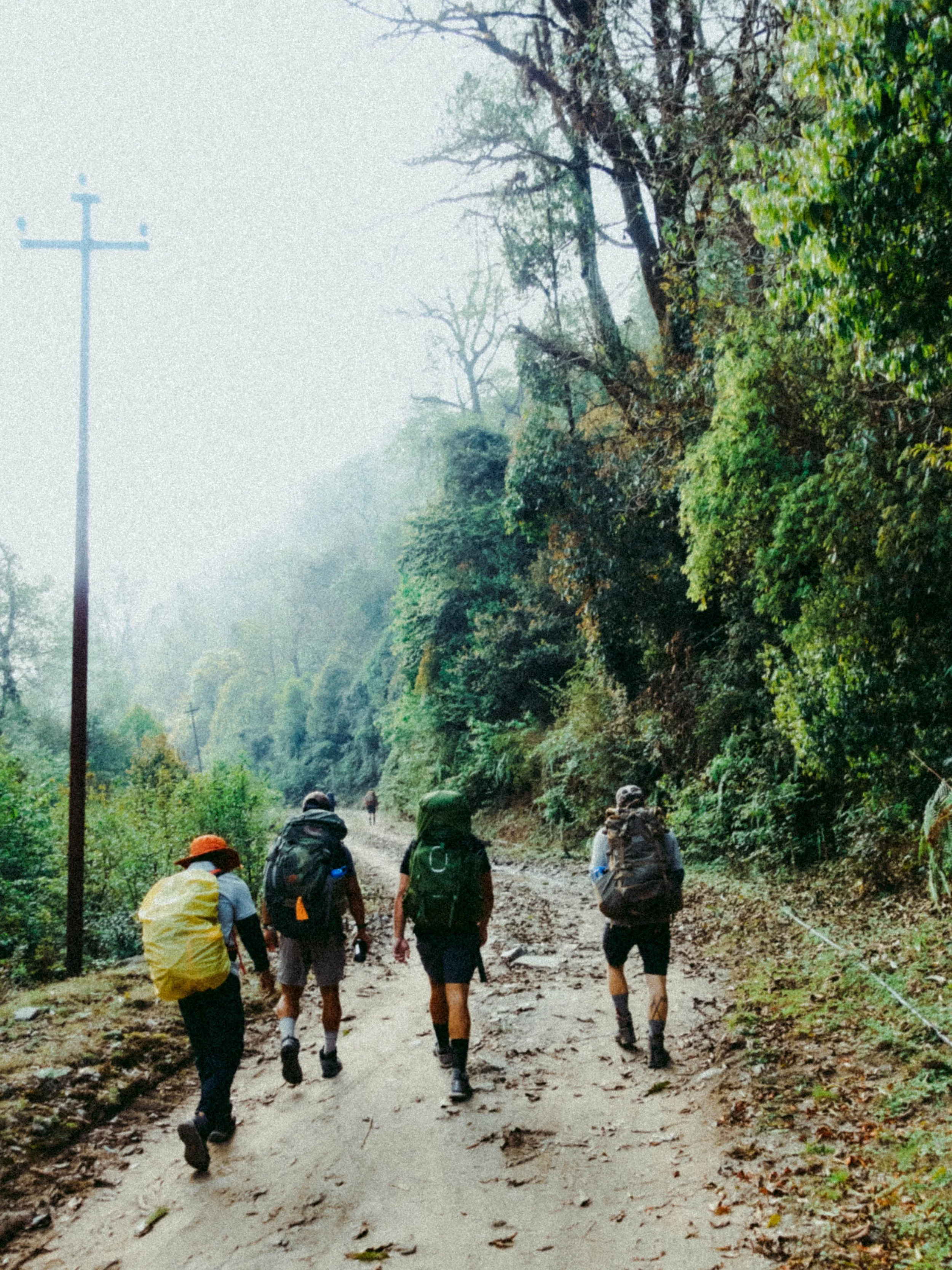 Group of hikers walking on a dirt trail surrounded by trees and greenery, with a utility pole on the left.