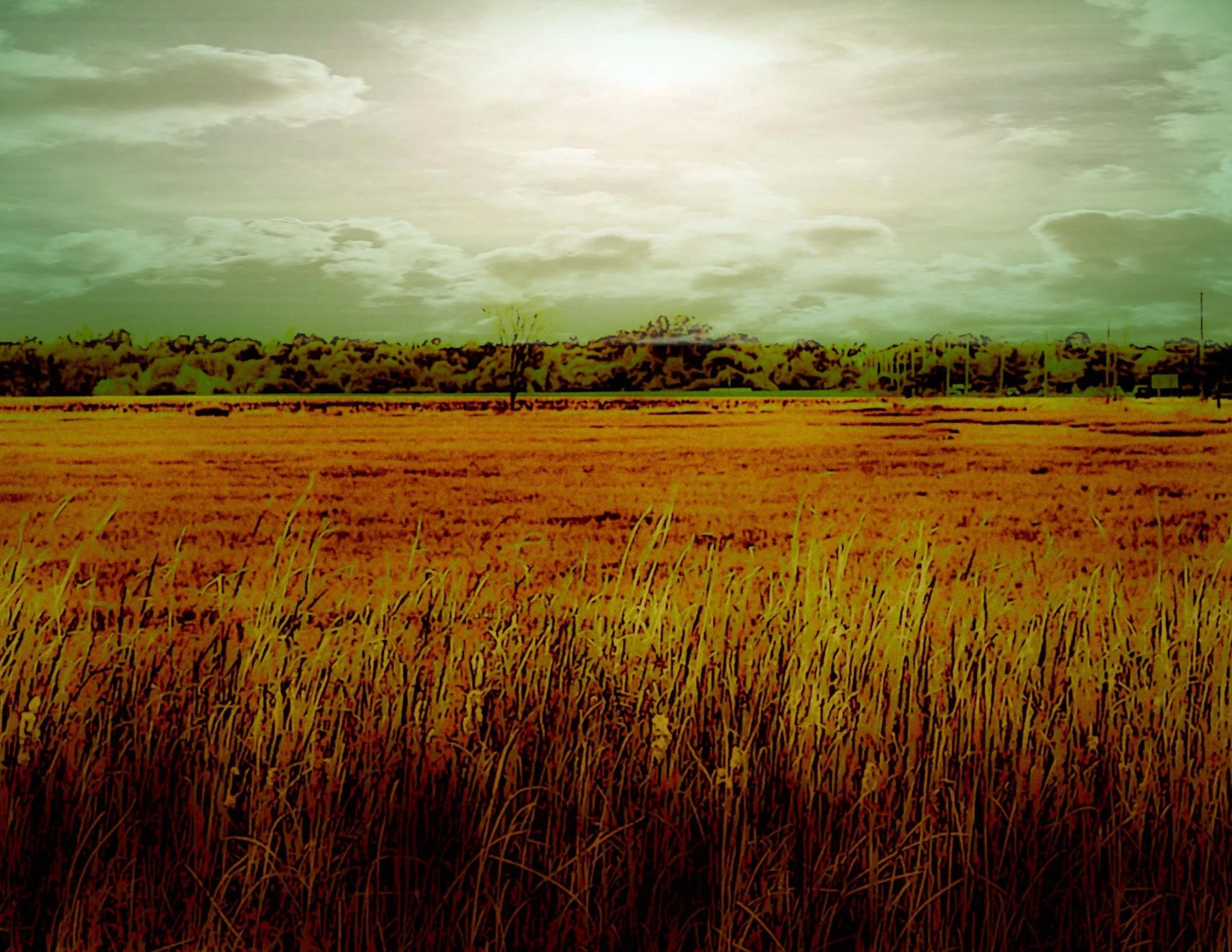 Laura DeNatale_Experimental Farm Field_Photography_14%22w x 11%22h_$300.jpg
