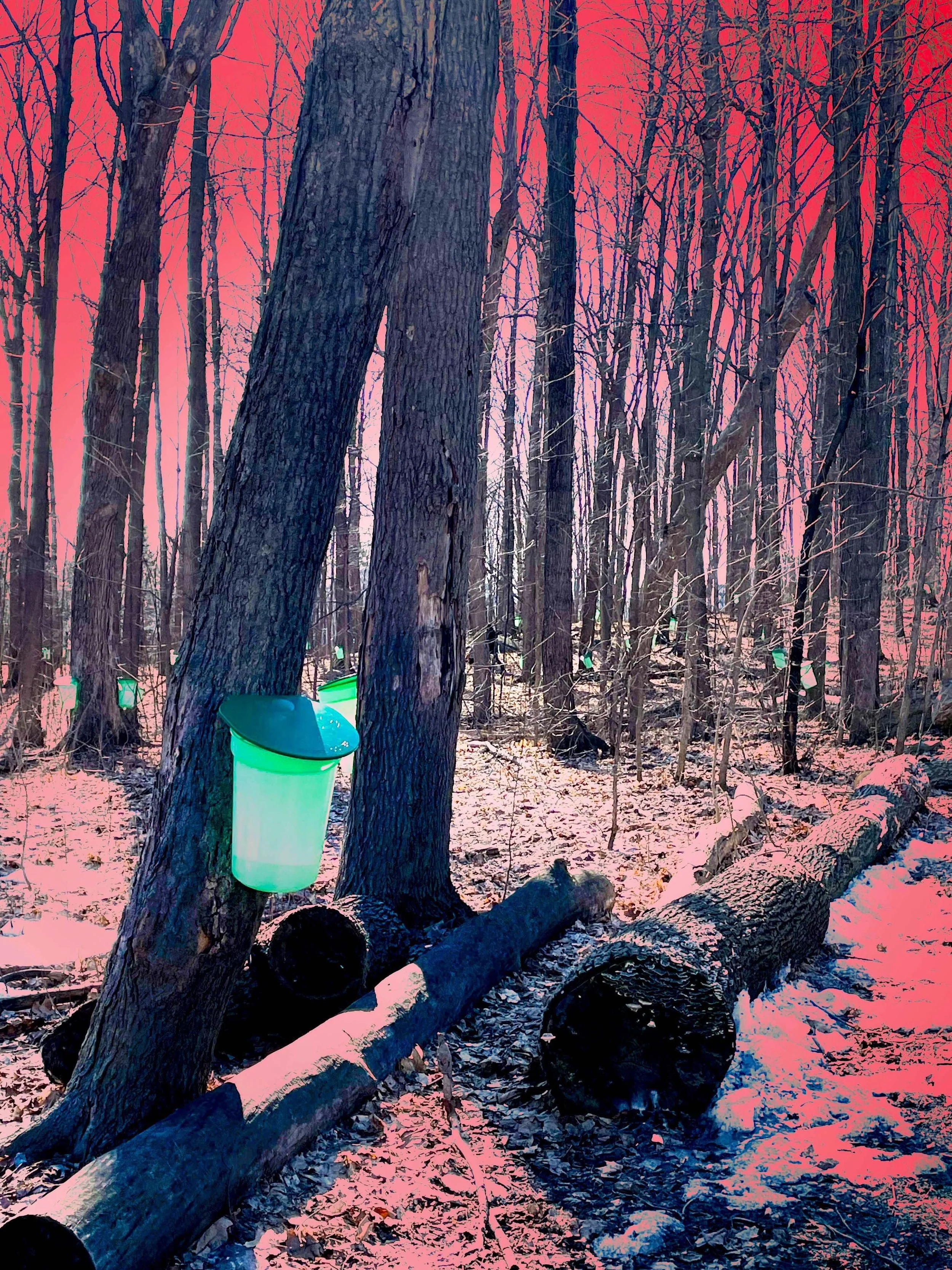 syrup harvest_modified.jpg