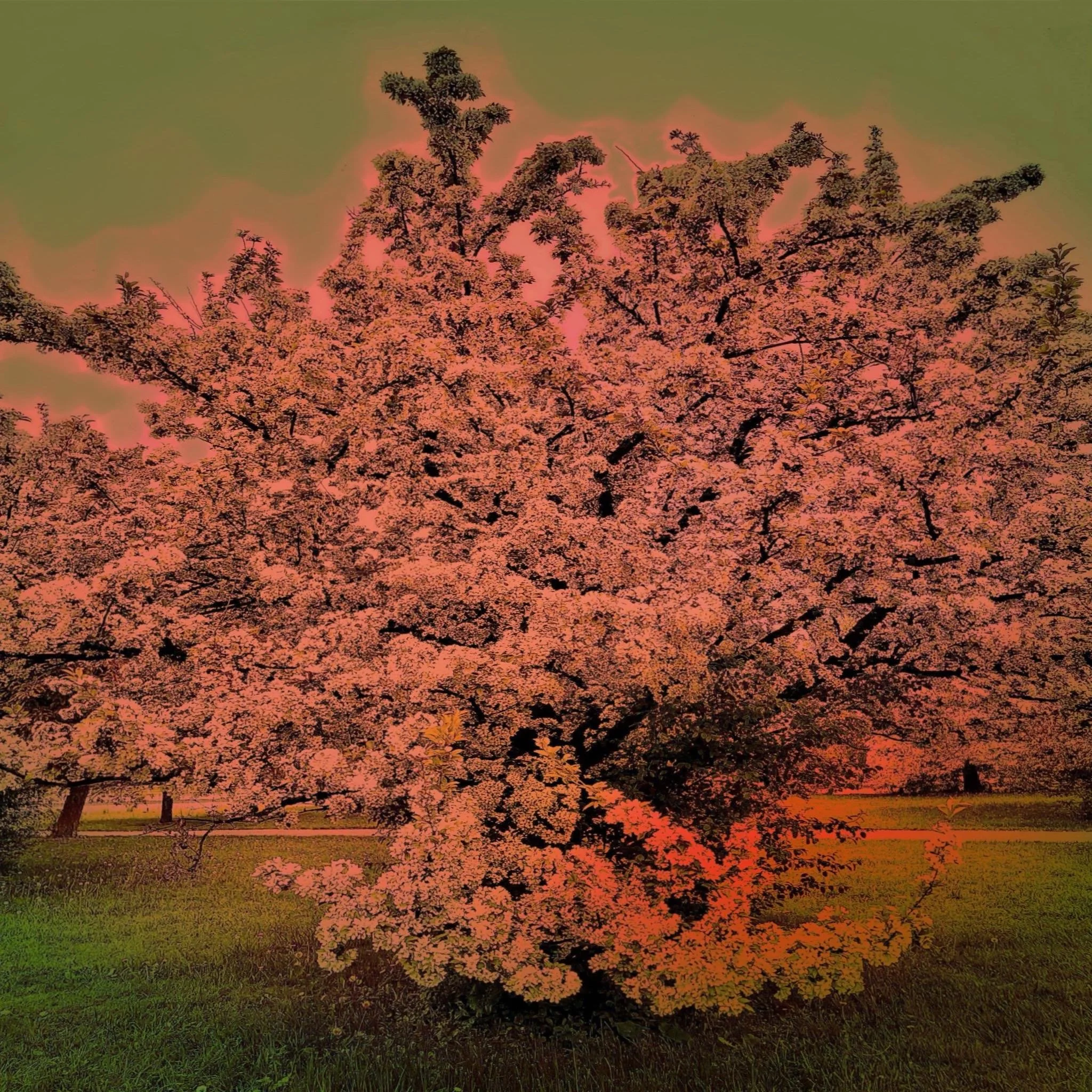 pink tree_modified.jpg