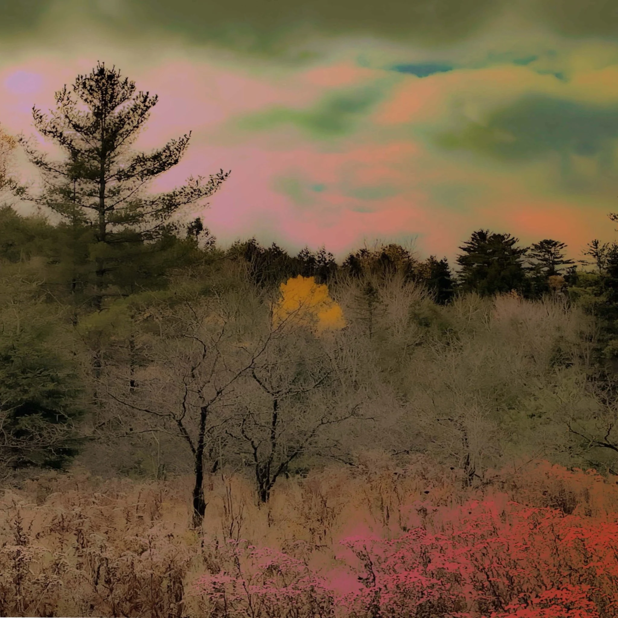 Laura DeNatale_Wakefield Trail_Photography_12%22w x 12%22h_$275.jpg