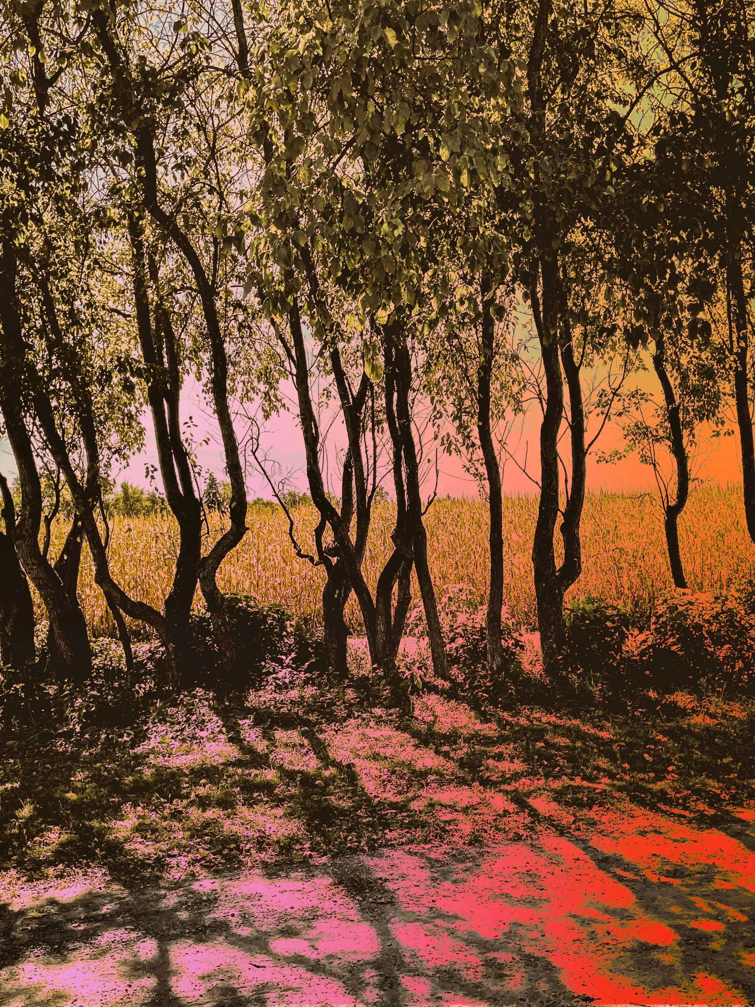 row of trees_modified.jpg