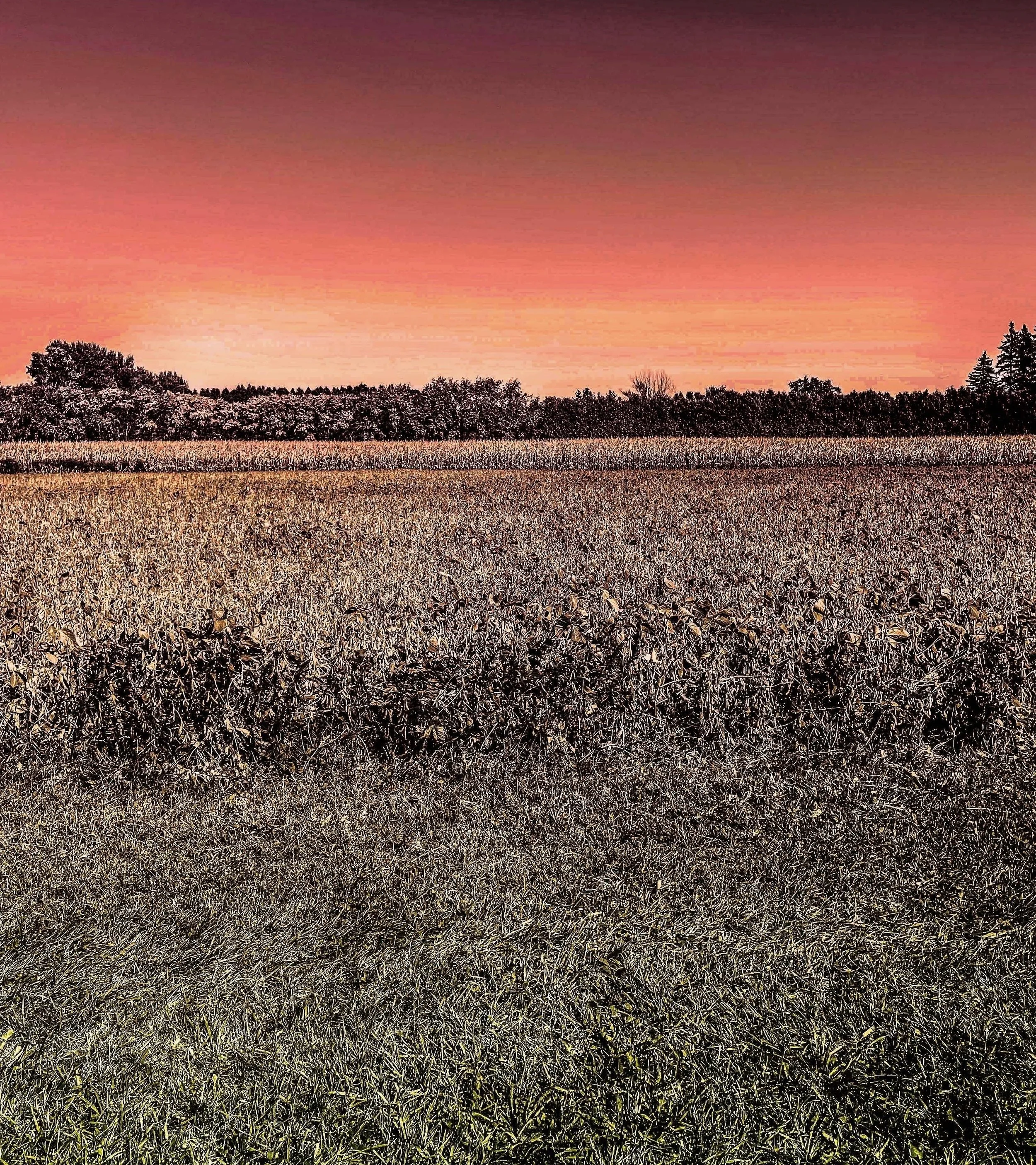 open field_red sky.jpg