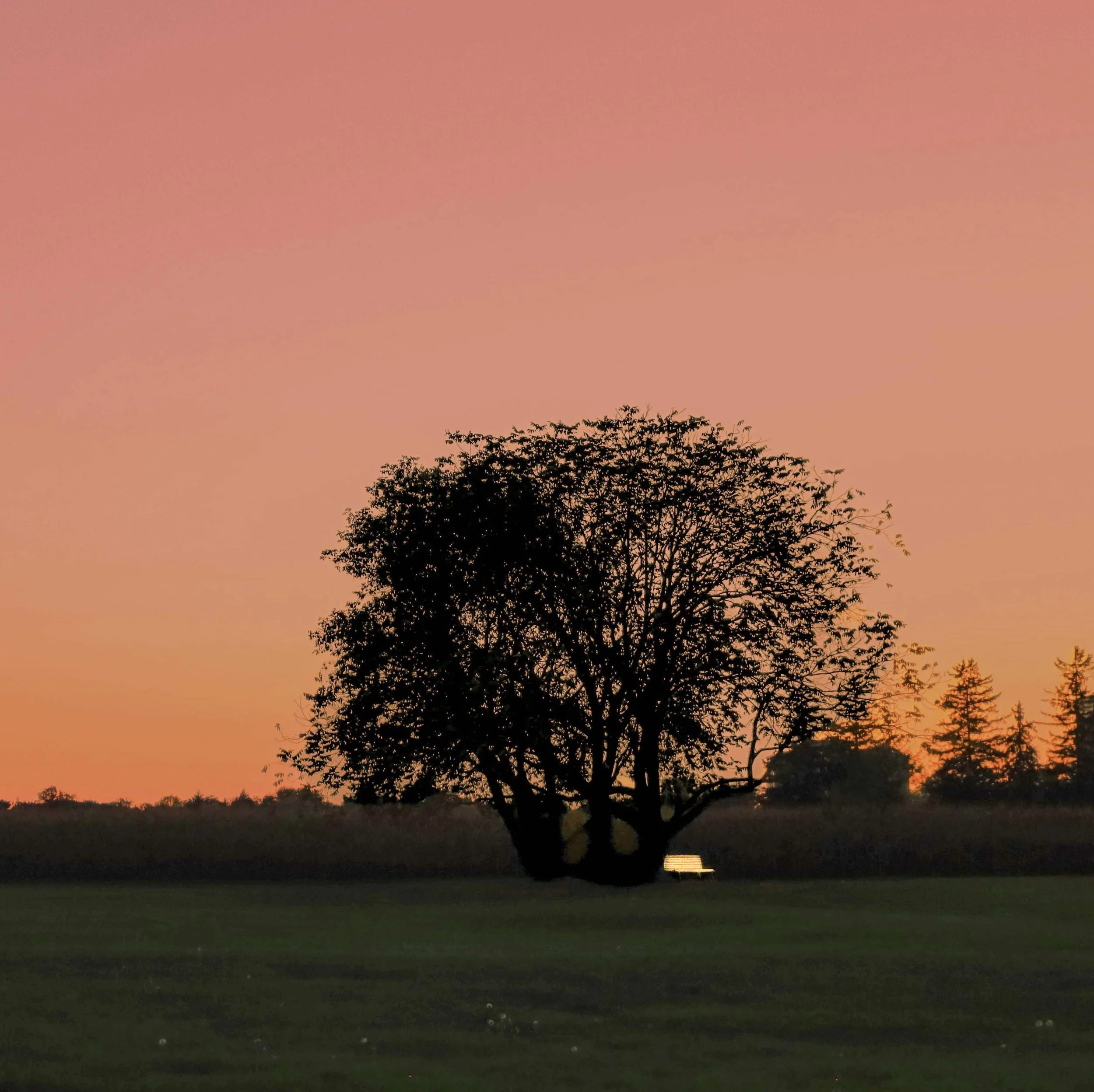 Quiet Field_Art Credo_Print Photo.jpg