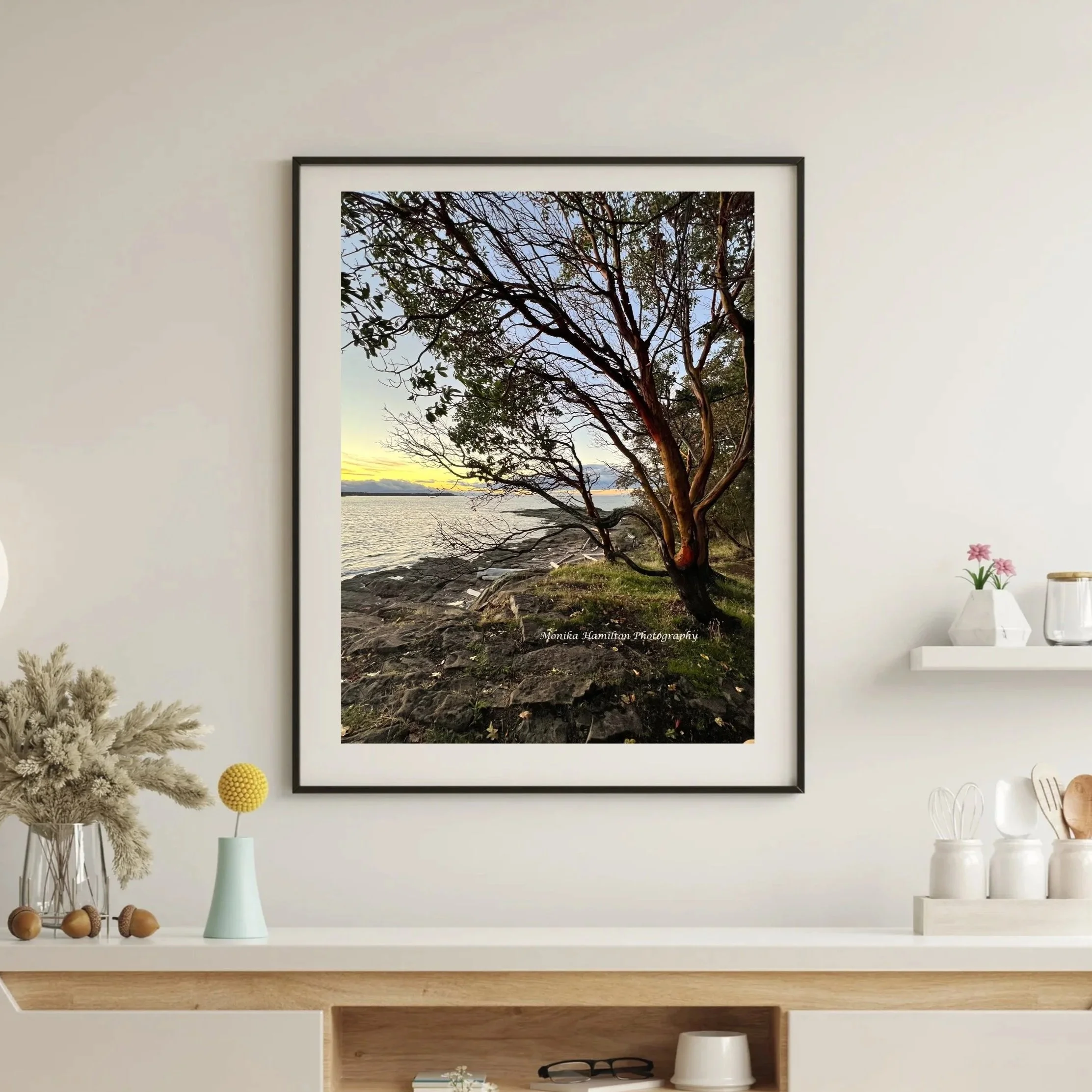 Arbutus Tree at Sunset - in Nanoose Bay on Vancouver Island, British Columbia. Monika Hamilton Photography