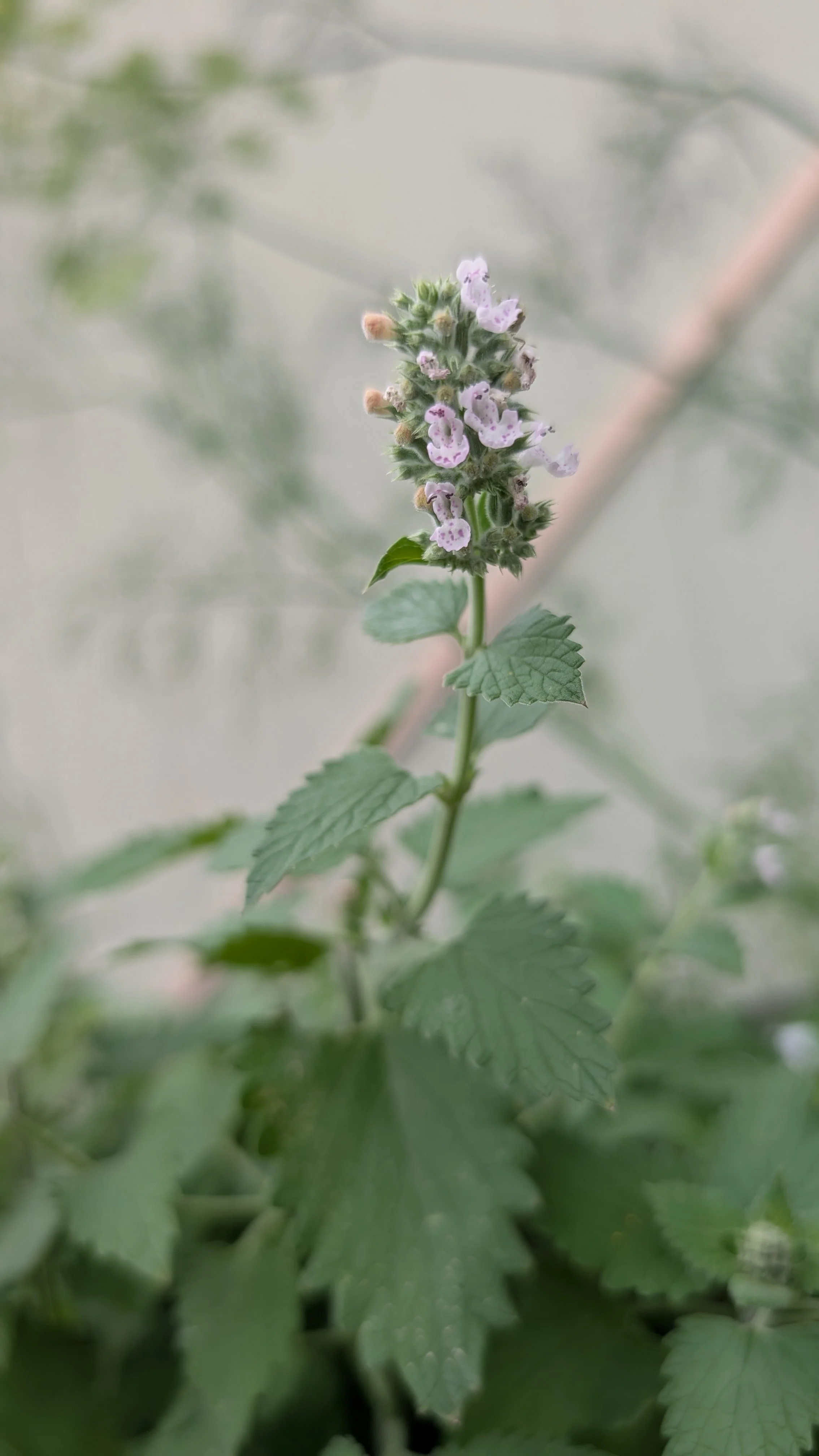 PXL_20260727_220455490.RAW-01.MP.jpg