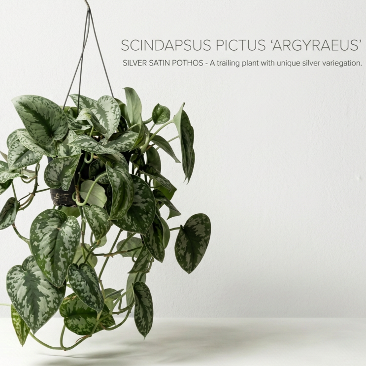 imgg-bdb-1fltgusw.png