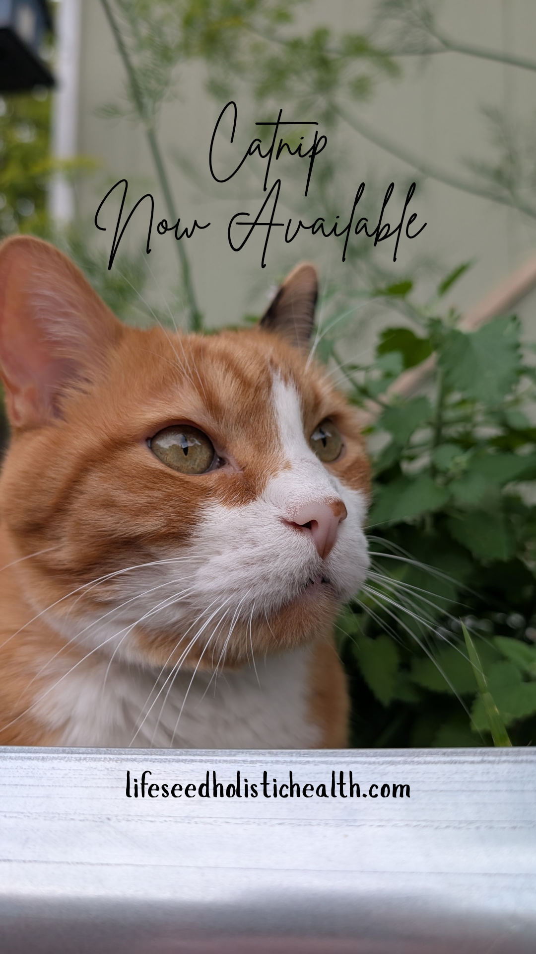 Catnip Now Available_20260727_184653_0000.png