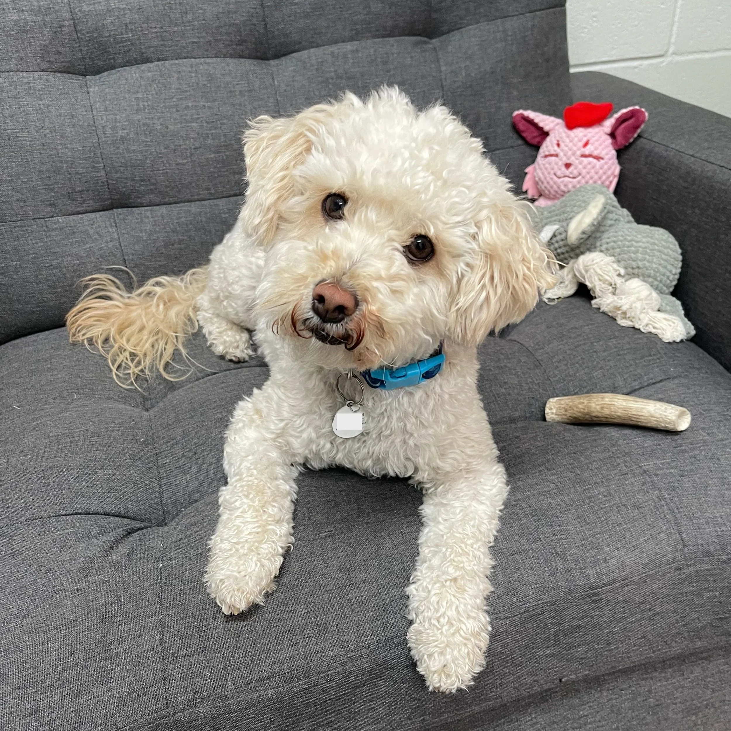 A white curly-haired dog with a blue collar sitting on a gray couch, looking at the camera. Behind the dog, there are plush toys, including a pink unicorn with a red heart on its head and a gray stuffed animal, along with a bone-shaped chew toy on the couch.