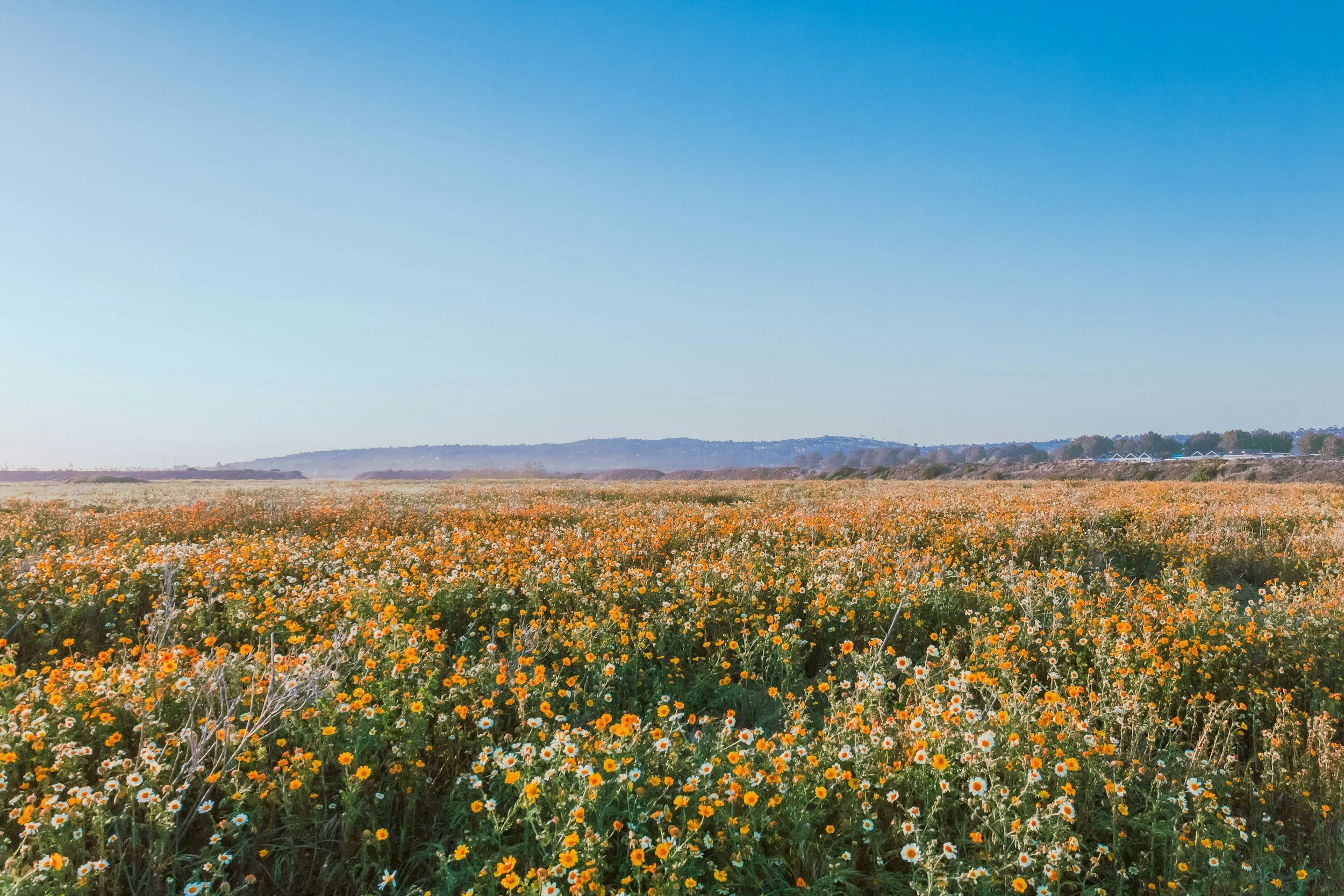 Field of orange, white, and green flowers beneath a vibrant blue sky.