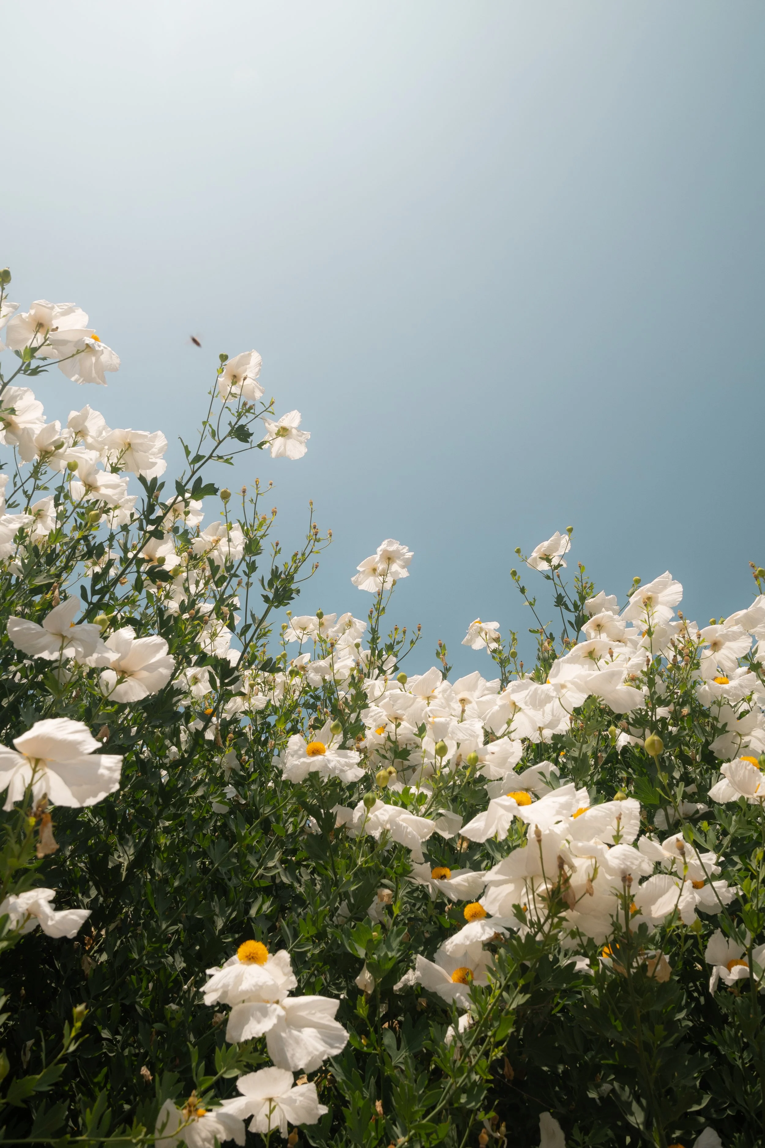 White flowering plants against a partly cloudy sky with a small flying insect nearby.