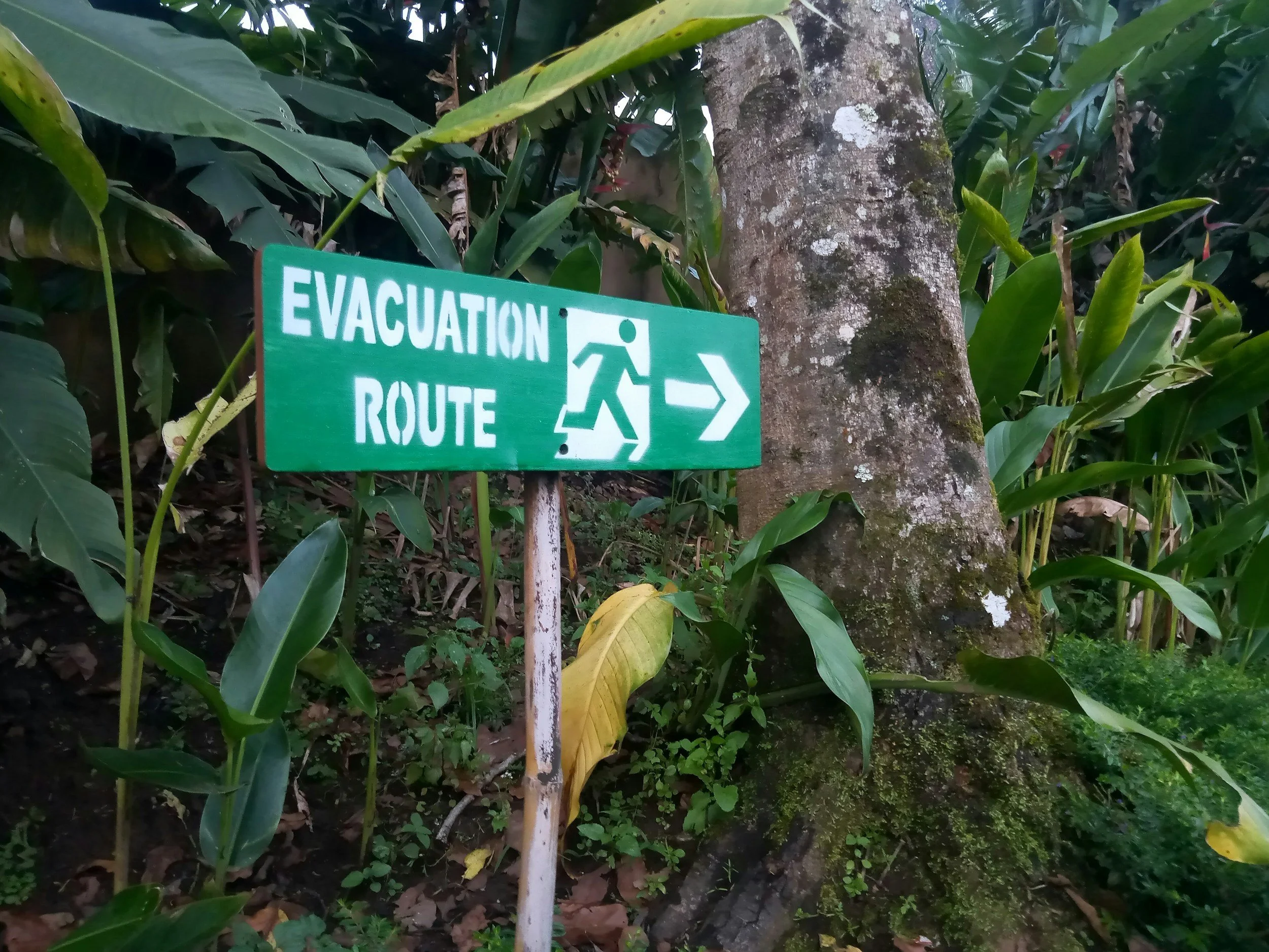 A green emergency evacuation route sign with a walking figure and arrow pointing to the right, placed next to a tree in a lush, green forested area.
