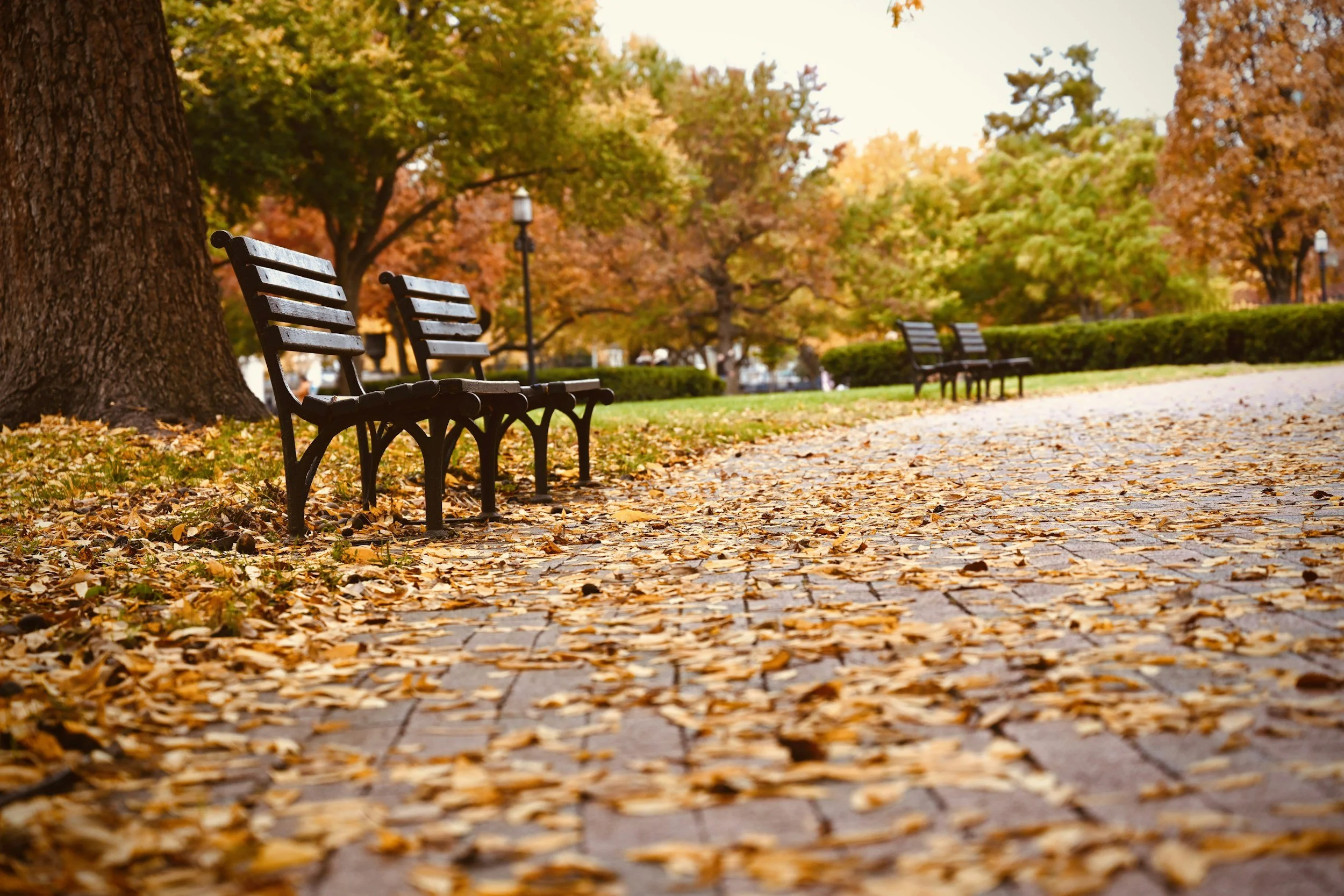 Empty park with benches along a leaf-covered pathway, surrounded by autumn trees with orange and yellow foliage.