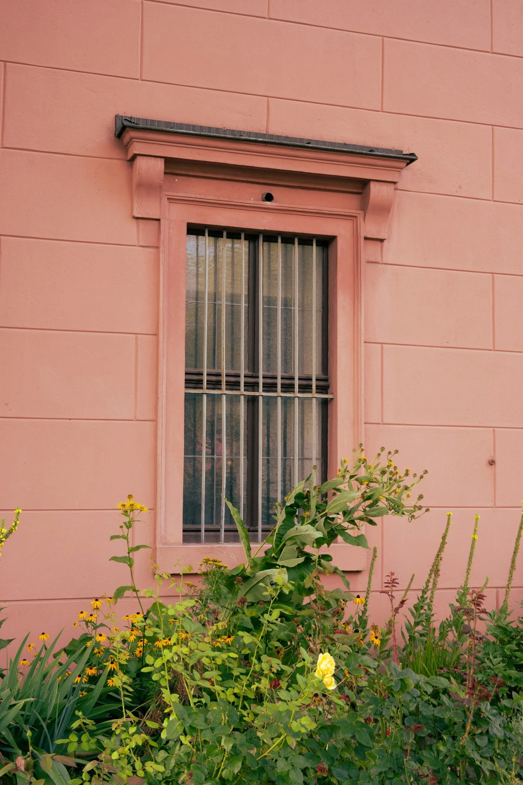 A window with bars on a pink wall, surrounded by green plants and yellow flowers.