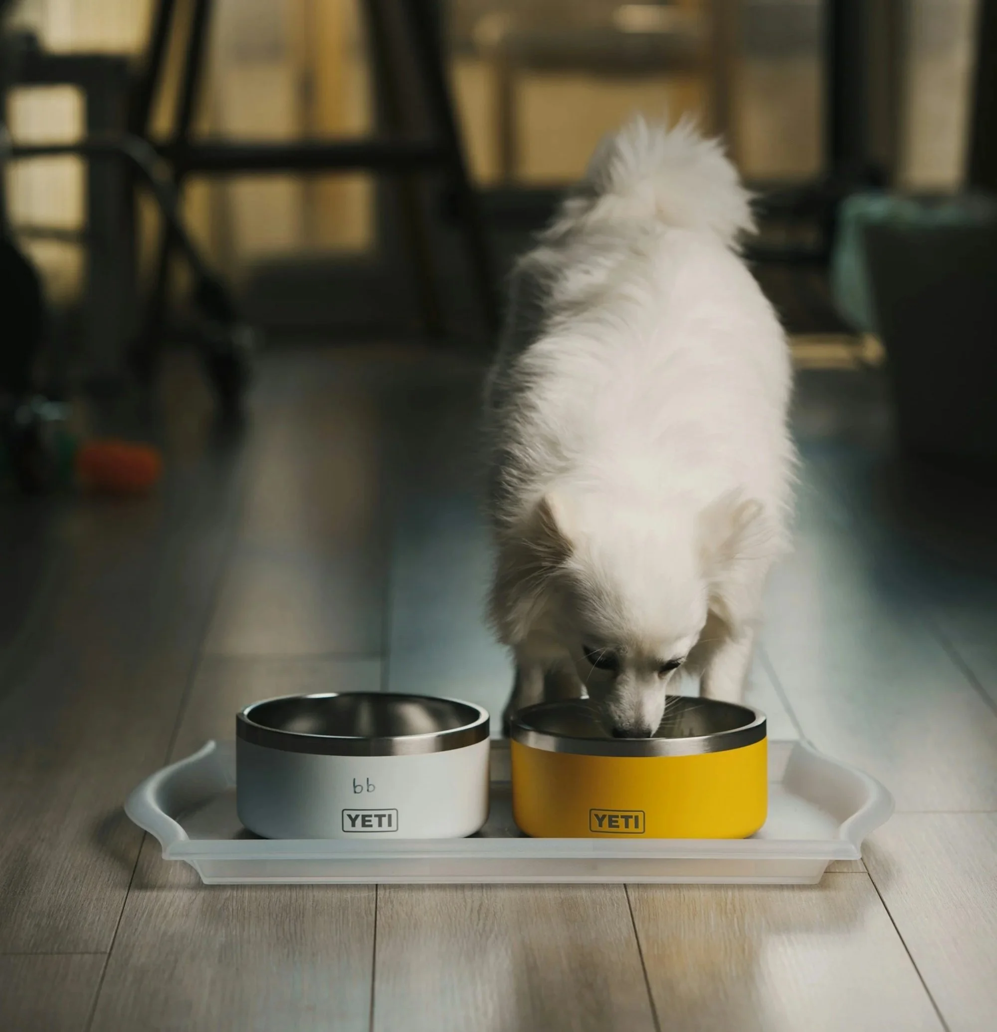 A small white dog eating from YETI brand food bowls placed on a white tray on a wooden floor.