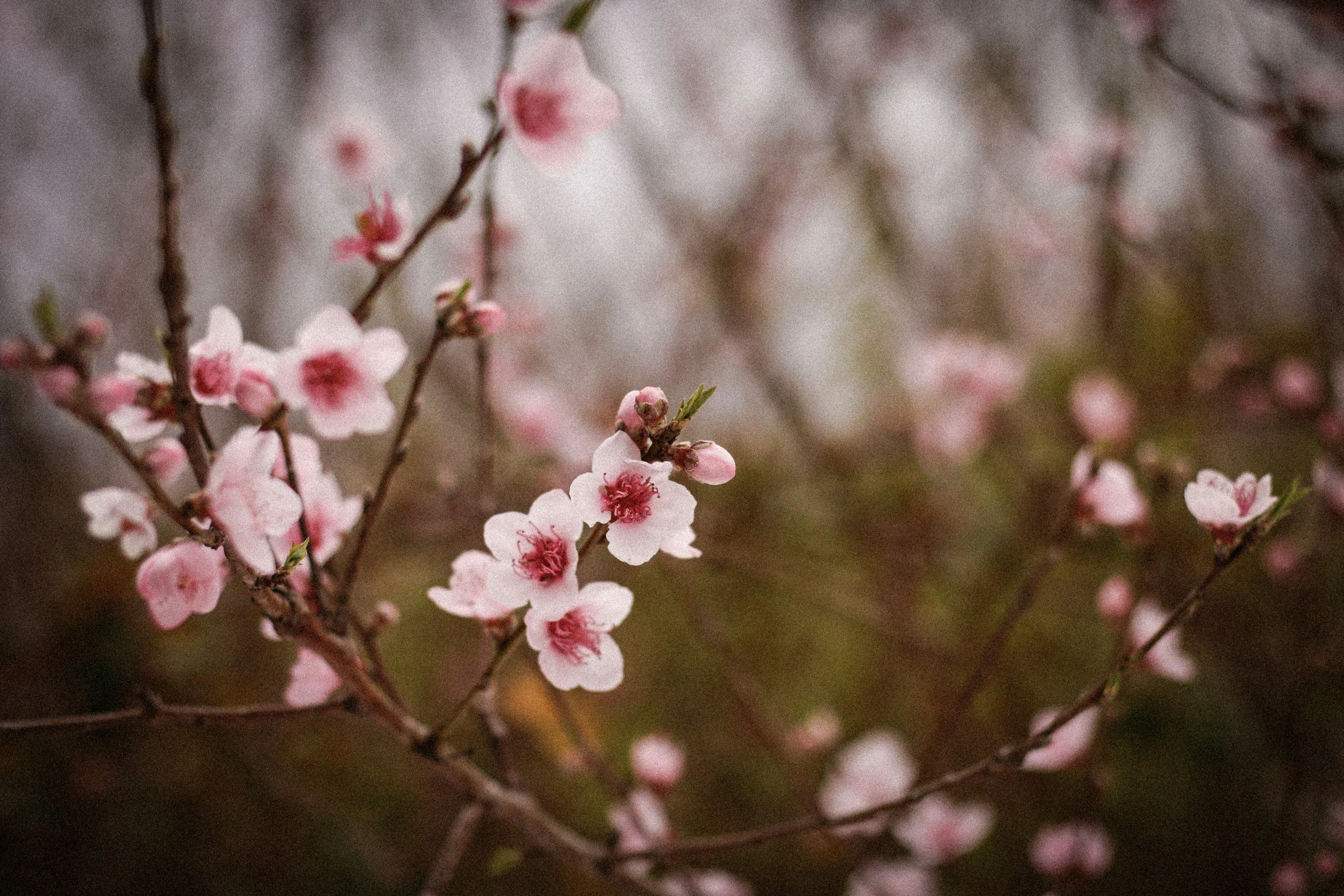 Close-up of pink cherry blossoms on thin branches with blurred background.