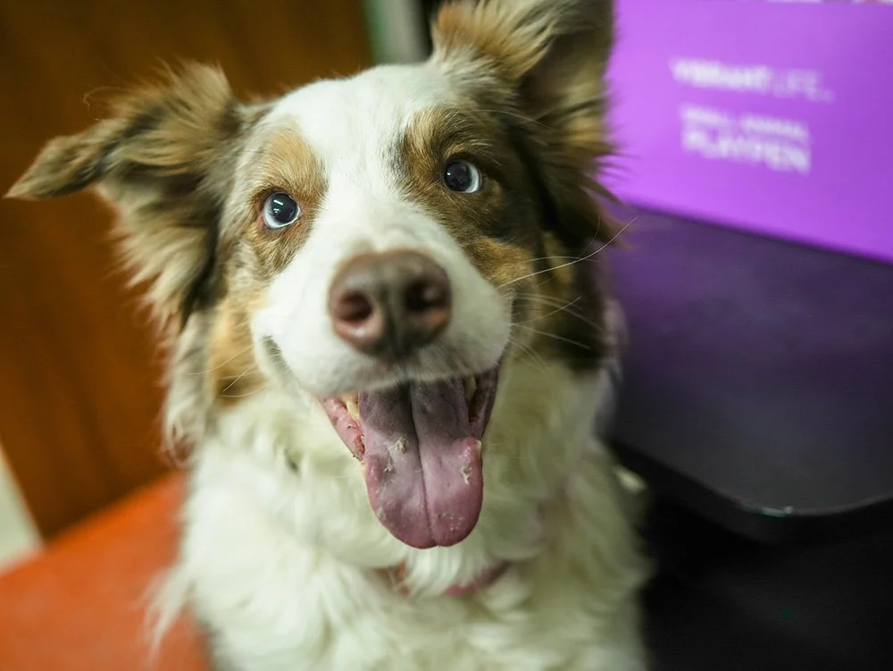 A happy Australian Shepherd dog with a multicolored coat and blue eyes, panting with its tongue out, indoors next to a purple box and black object.
