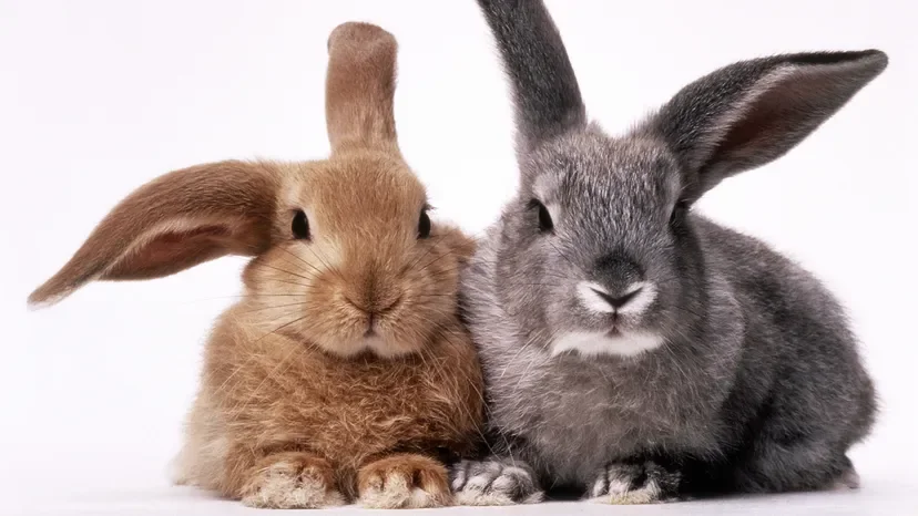 Bunny & Pocket Pet Boarding