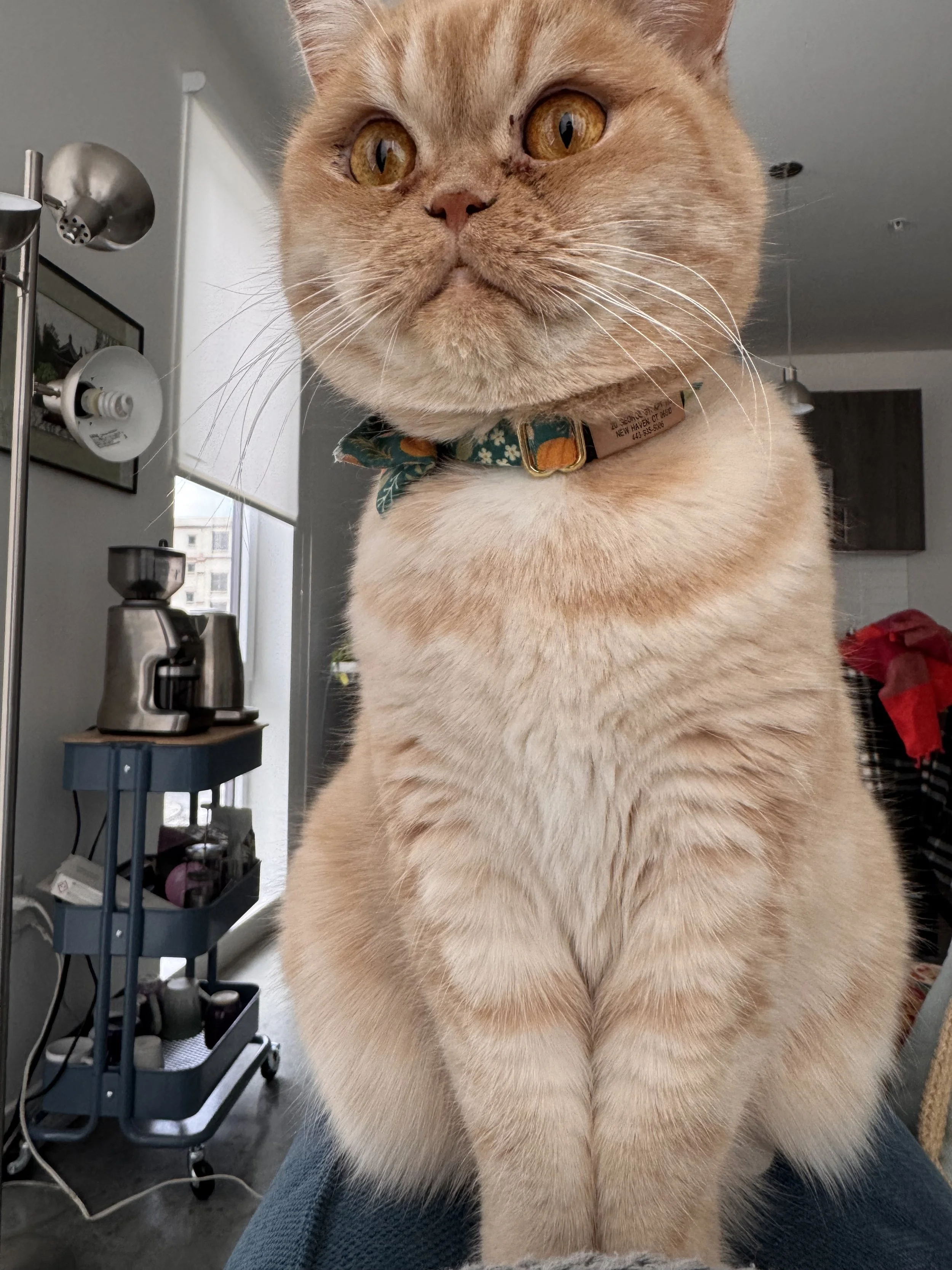 Close-up of a tan-colored cat with amber eyes, wearing a floral collar, indoors with a gray wall, a window, and medical equipment nearby.