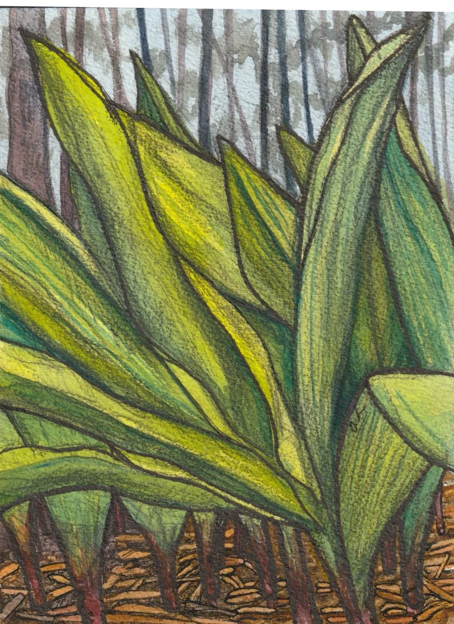 A colorful botanical illustration of green and yellow leaves with a forest background and ground covered with brown leaves.