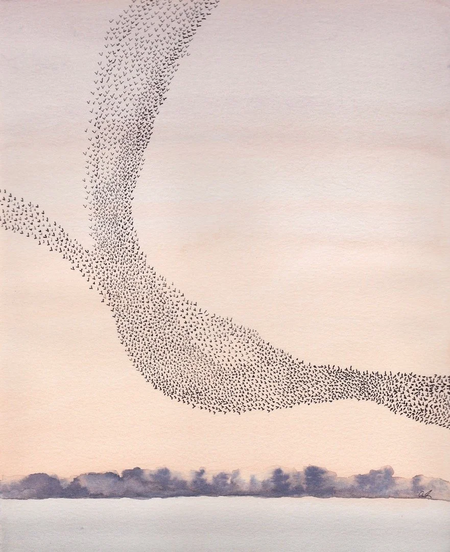 "Murmuration over Missouri"