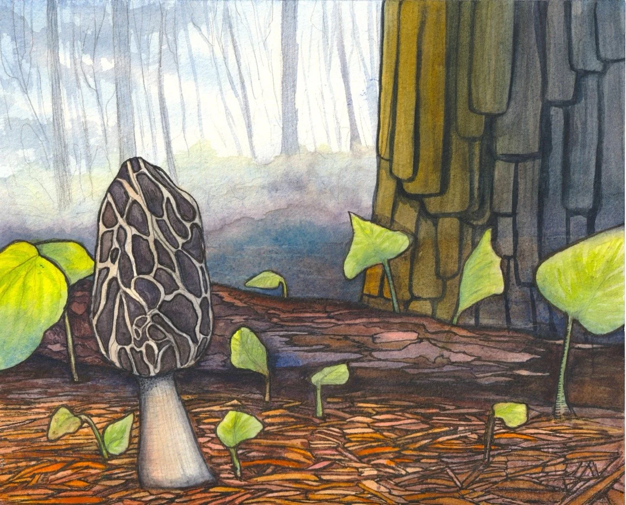 Colorful illustration of a forest floor with a mushroom featuring a black and white patterned cap, green leaves, and a large tree trunk, with a foggy, leafless forest in the background.