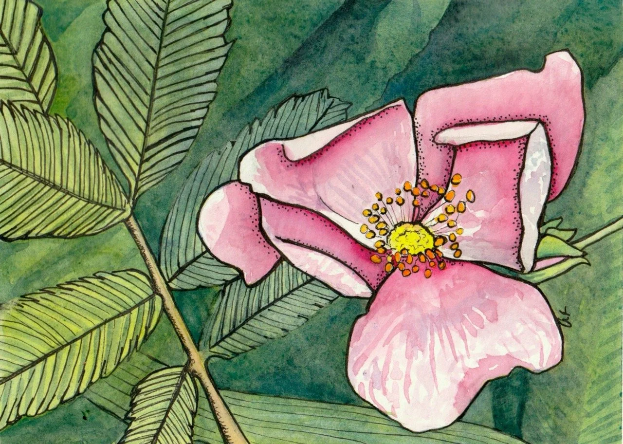 Watercolor painting of a pink wild rose with yellow and orange stamens surrounded by green leaves.