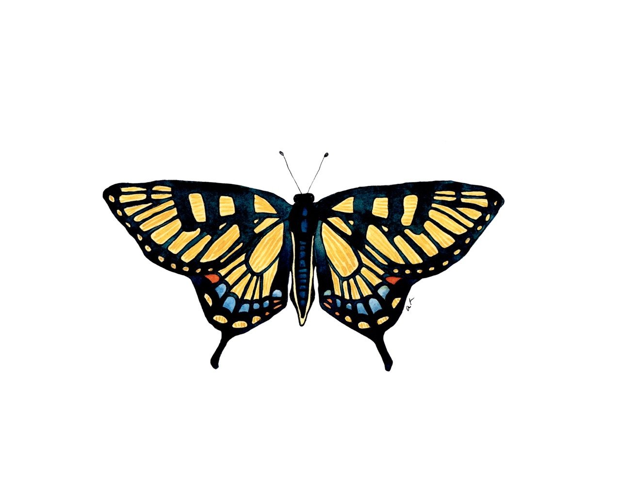 Butterfly - Yellow Swallowtail