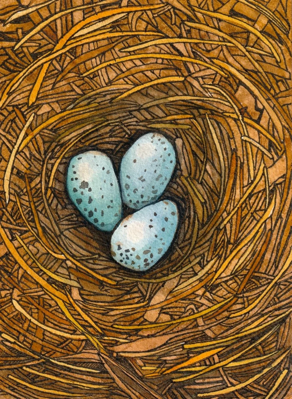 A bird's nest made of twigs and grass containing three speckled blue eggs.