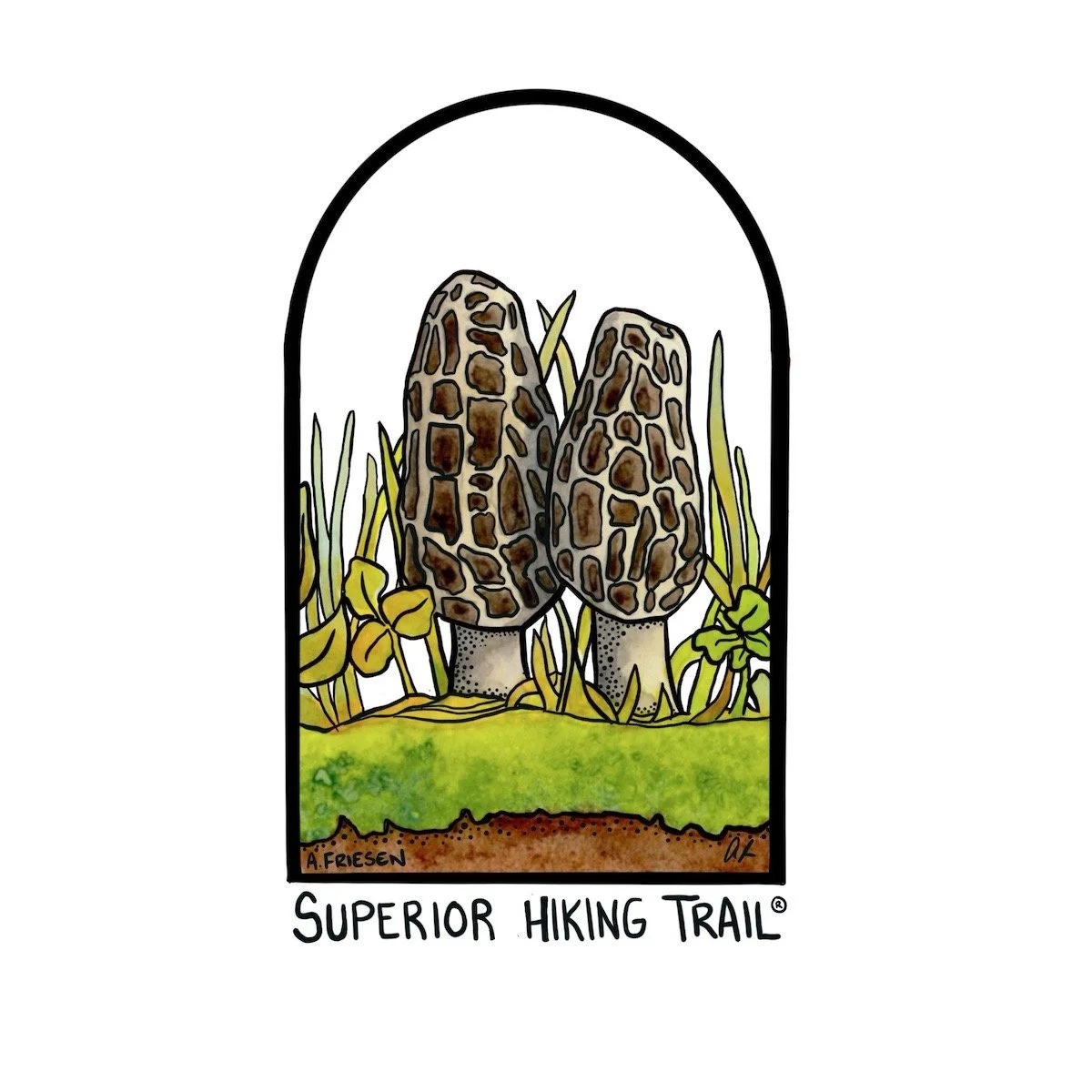 Superior Hiking Trail - Morels Large.jpeg
