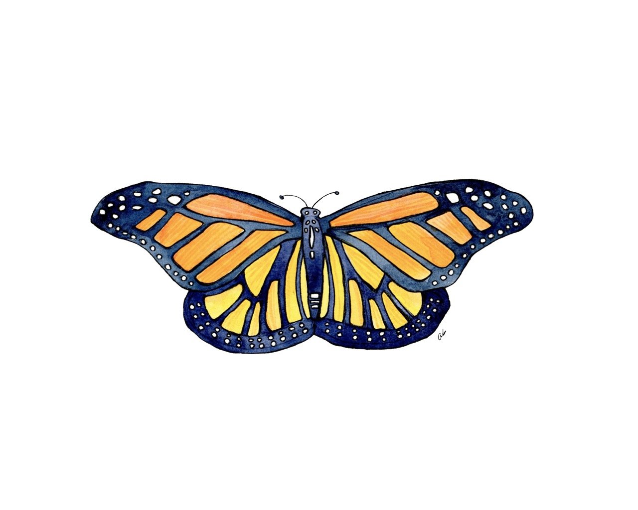 Butterfly - Monarch