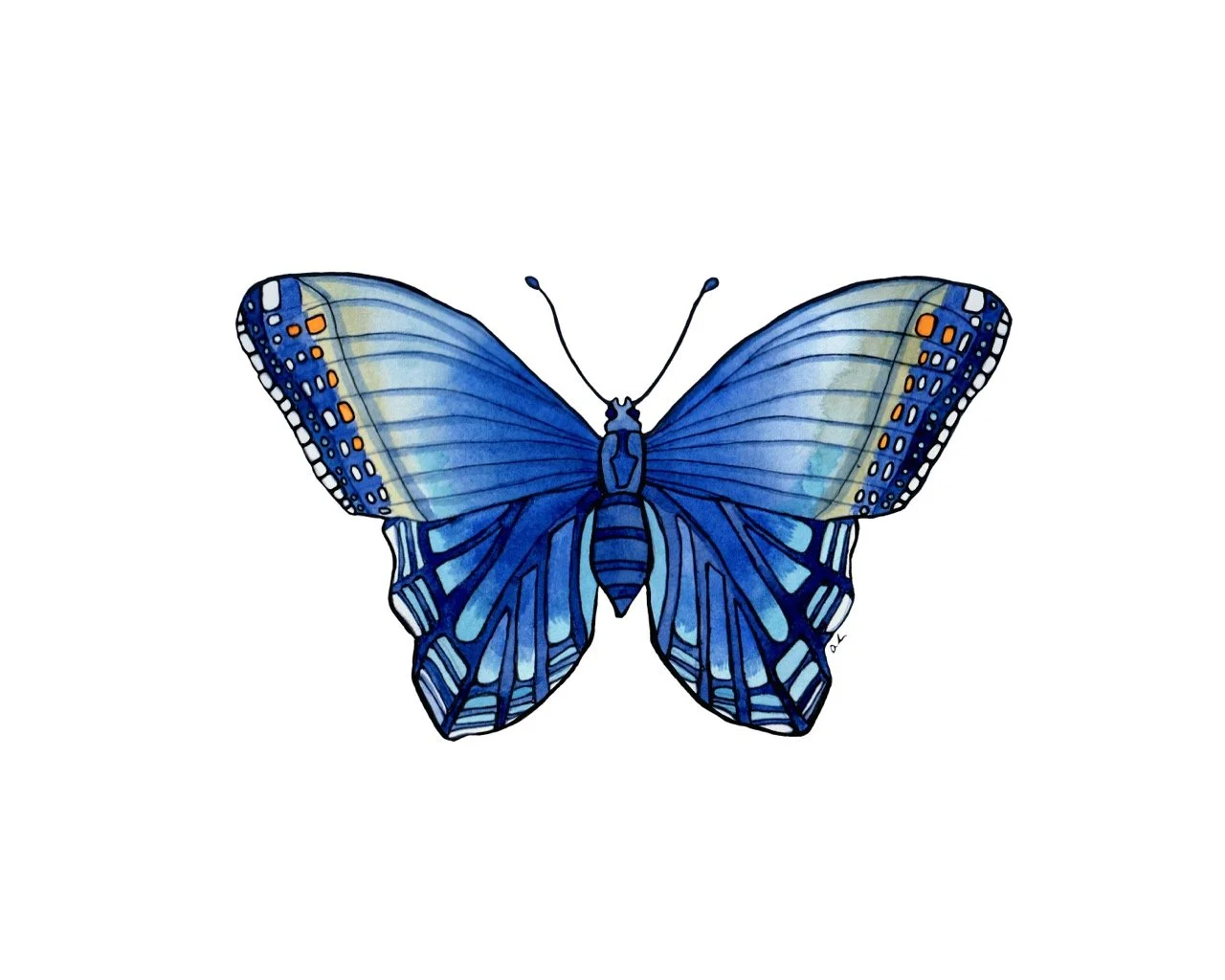 Butterfly - Blue Admiral