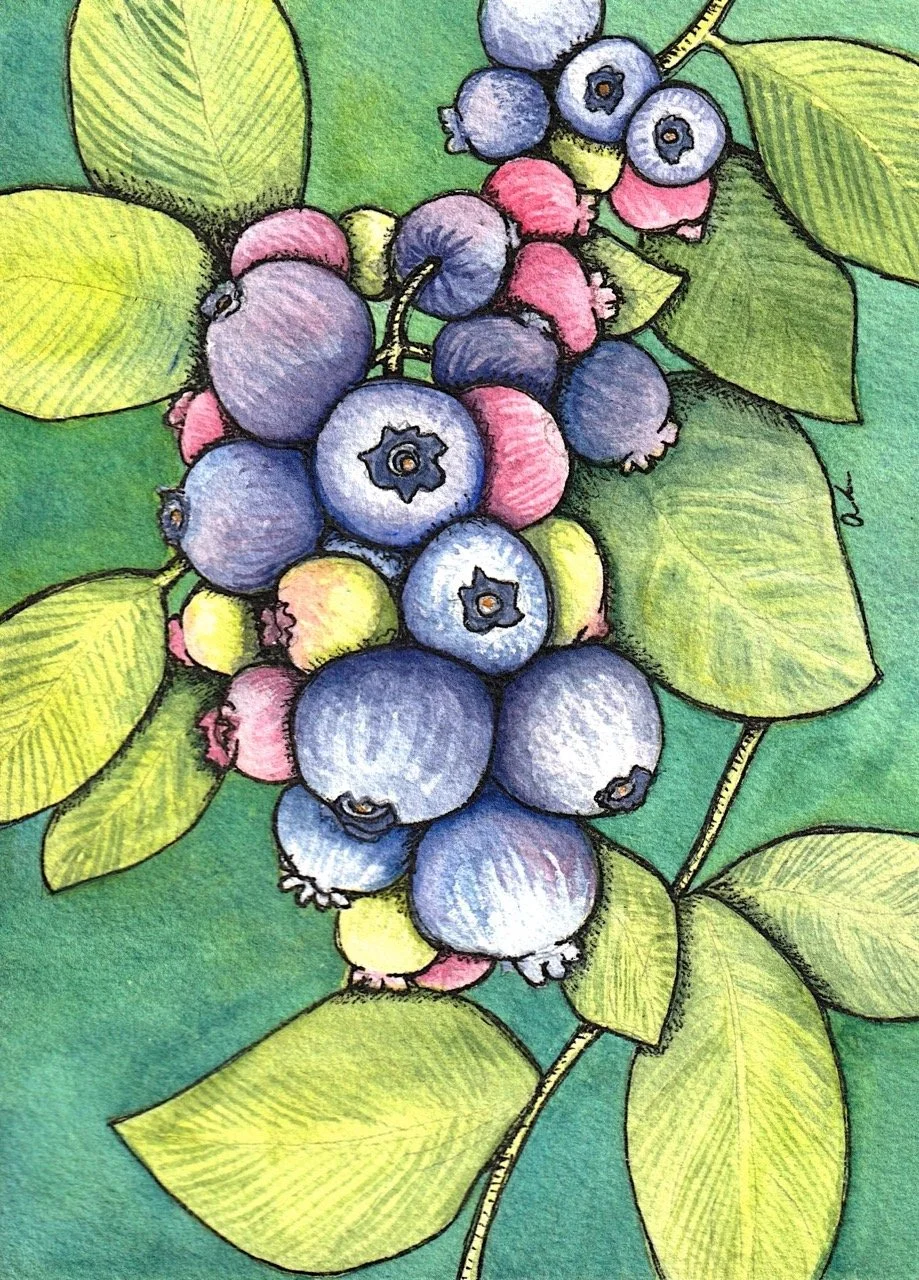 Illustration of a cluster of blueberries with green leaves on a green background.