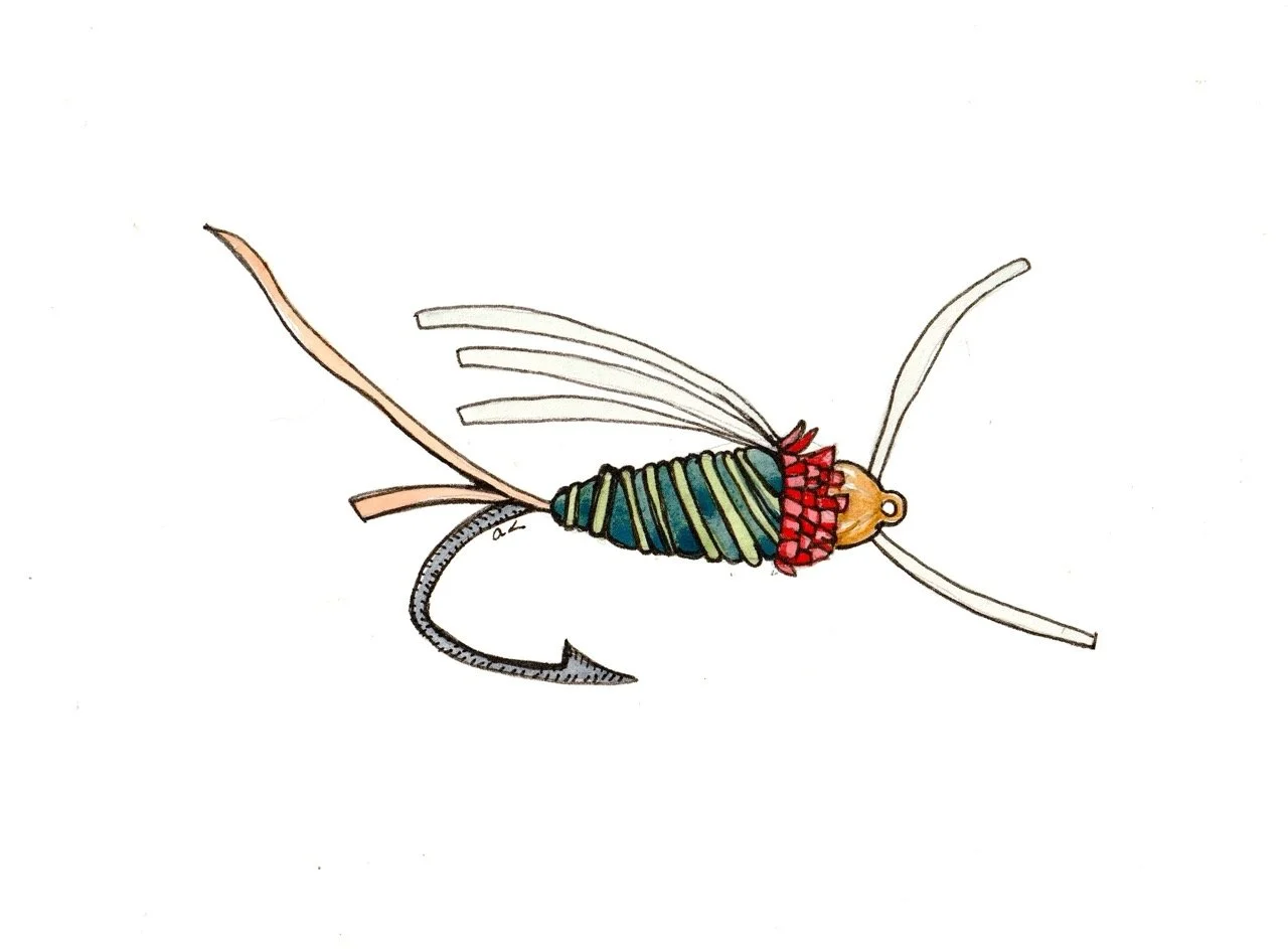 Colorful illustration of a fishing fly with a segmented blue and green body, red accents around the thorax, transparent wings, and a curved gray tail.