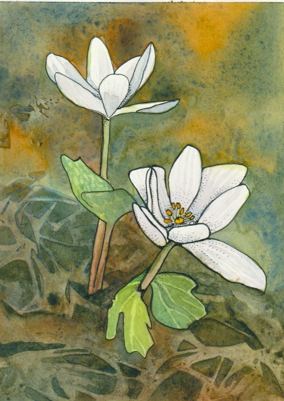 Watercolor painting of two white flowers (bloodroot) with yellow stamens, green leaves, and stems against a textured, multicolored background.
