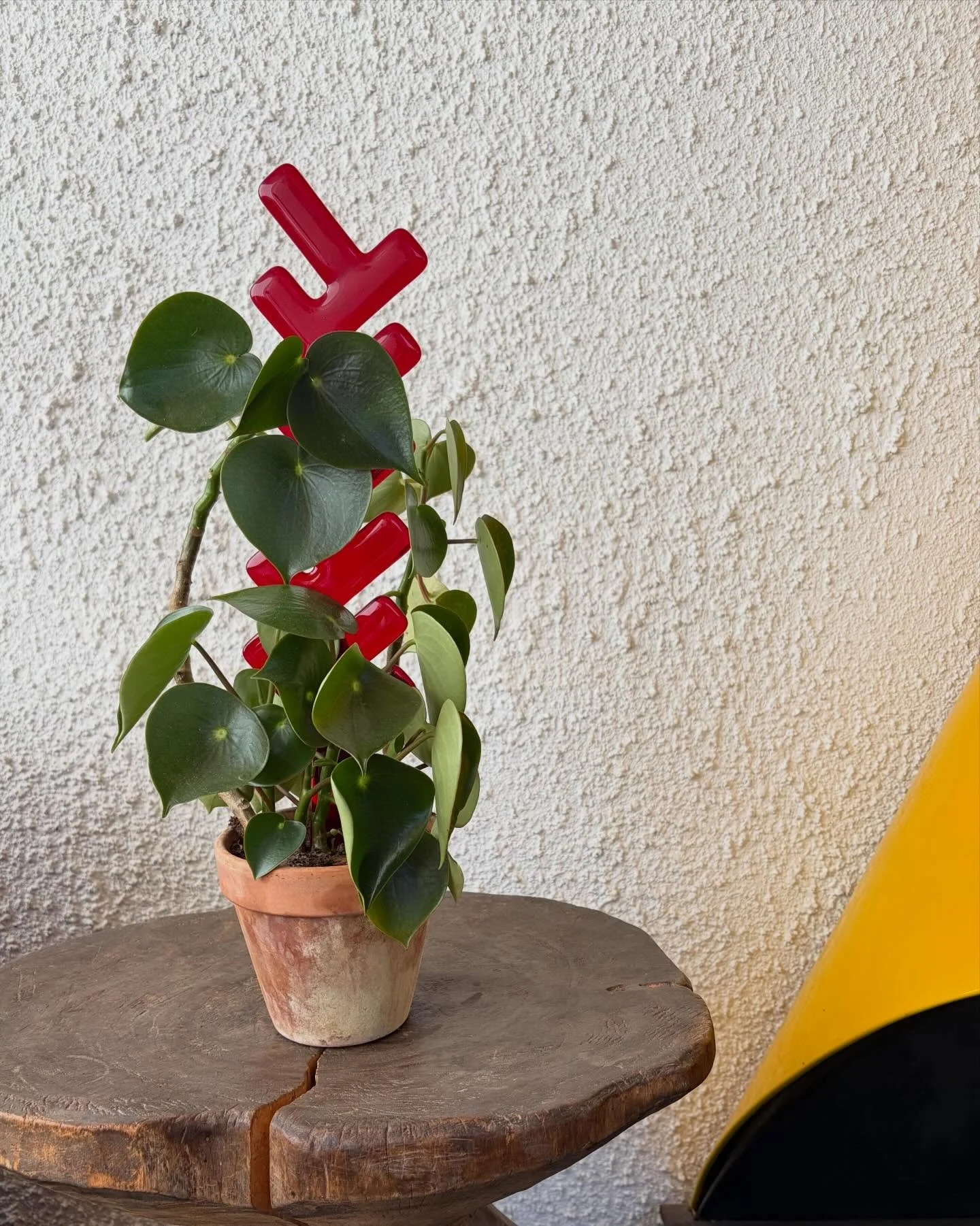 I&rsquo;ve made a couple of plant stakes to support creeping vines - this one absolutely glows in the afternoon light.