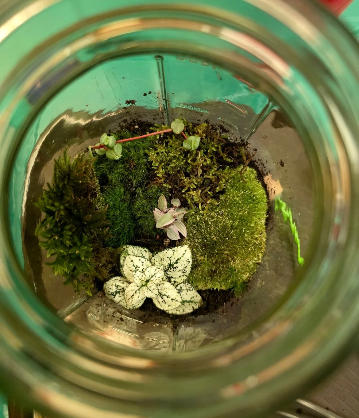 View from above of various small potted plants inside a glass jar, including different types of moss, a plant with green leaves with white and green variegation, and two other plants with dark green foliage.
