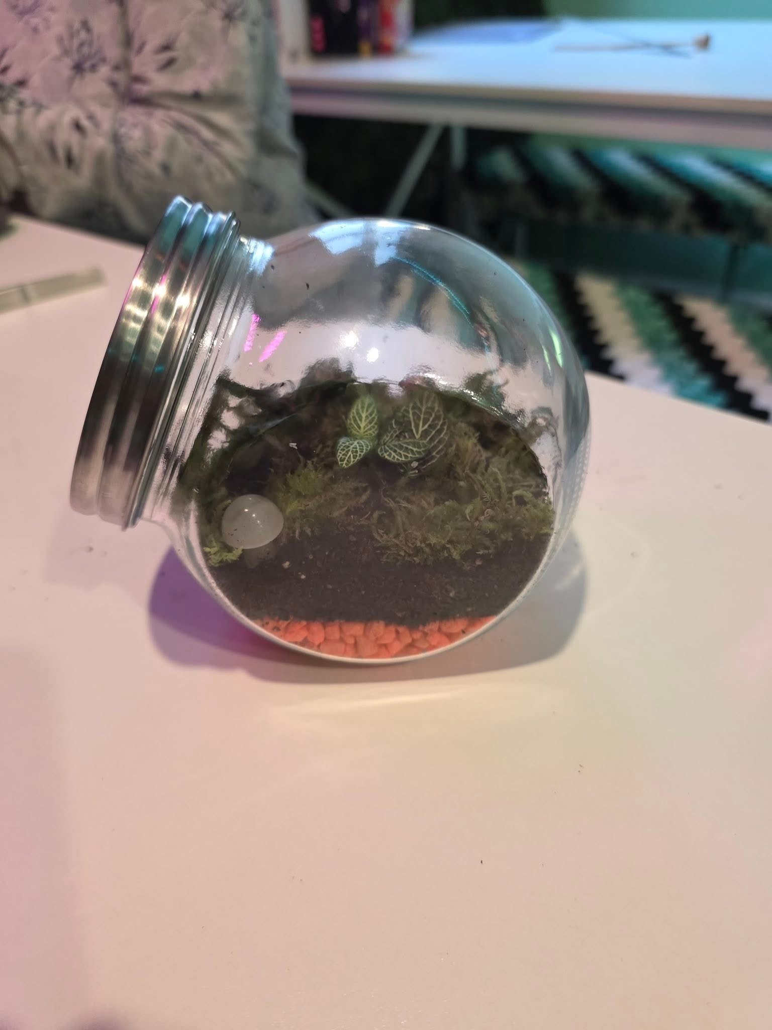 Cookie Jar Terrarium