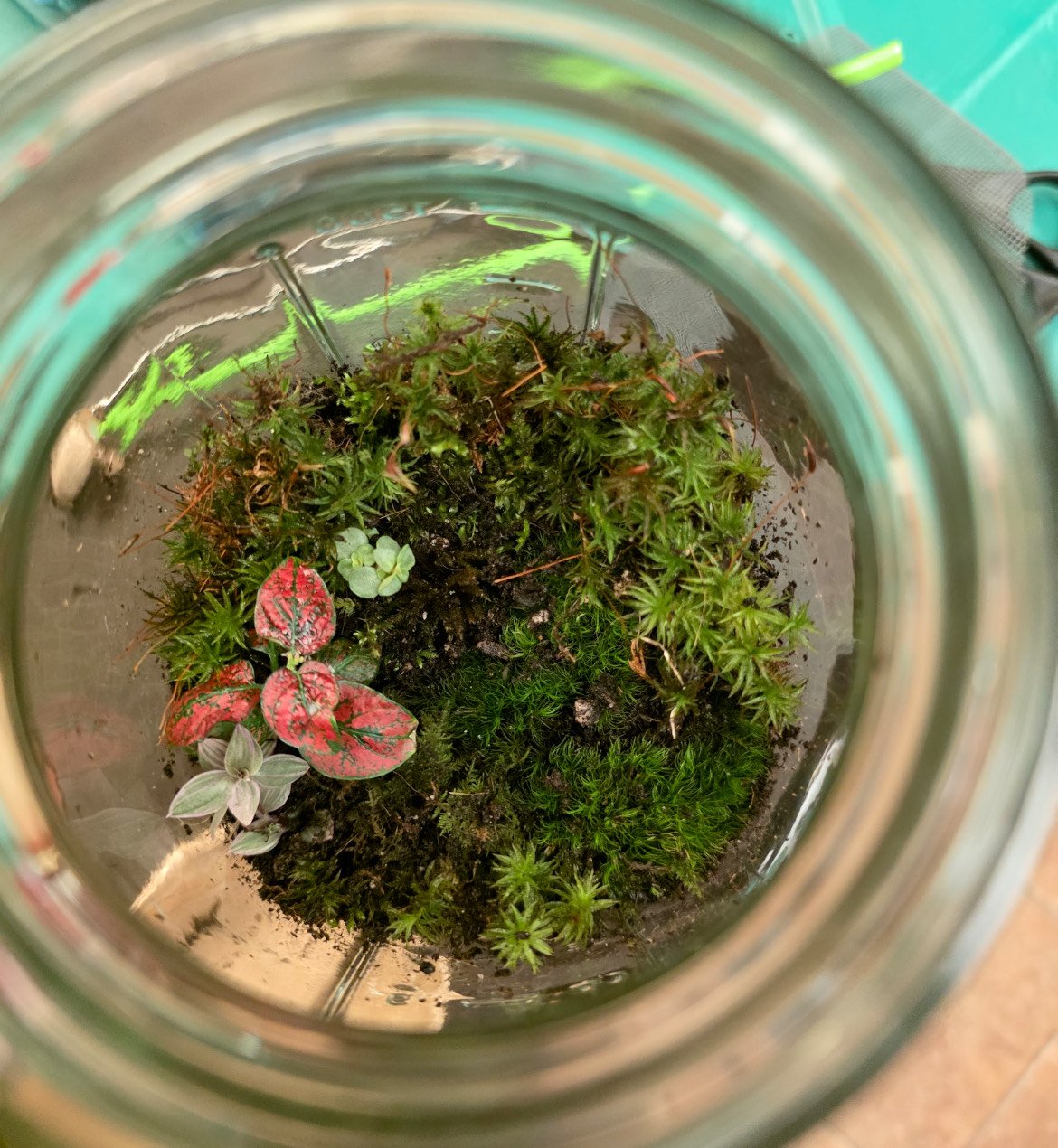 Top view of plants inside a glass jar, including small green moss, a red and green leafed plant, and a Silver Plectranthus plant.