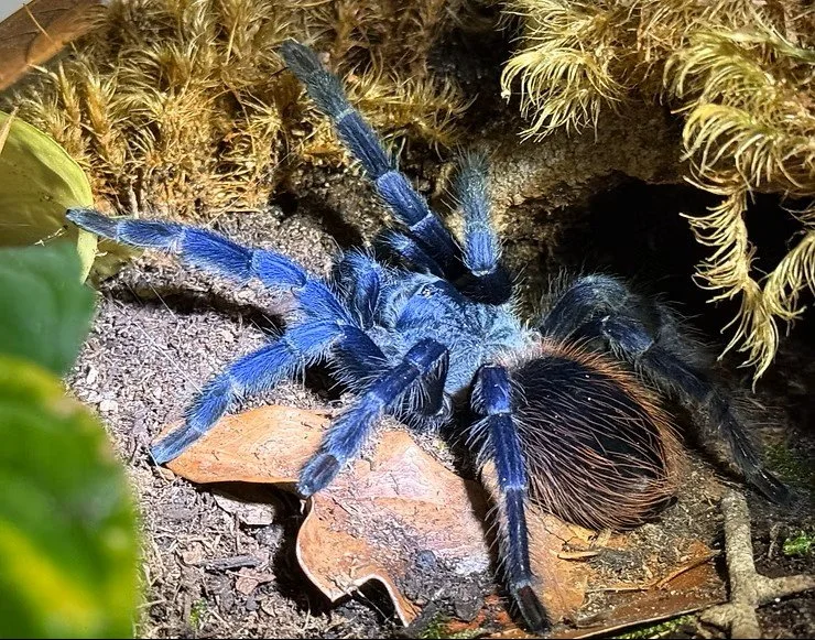 Lasiocyano sazimai on substrate near moss