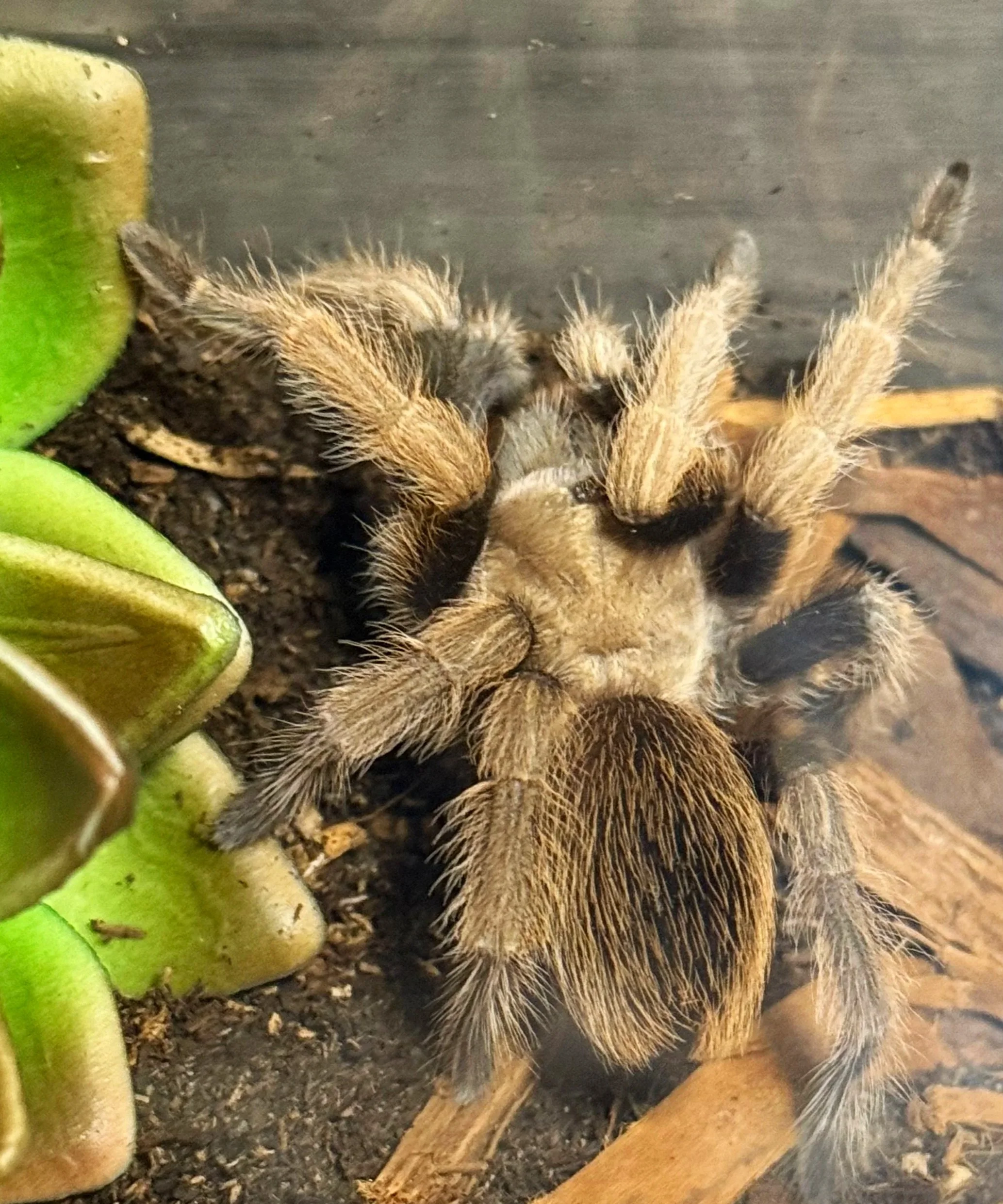 Aphonopelma chalcodes resting on substrate