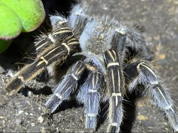Aphonopelma seemanni in substrate near a burrow entrance