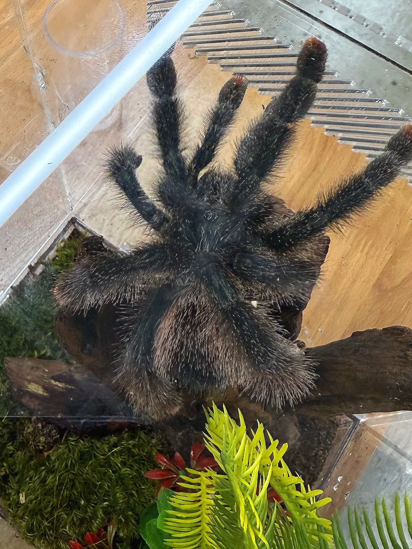 Avicularia Metallica M6 Slings
